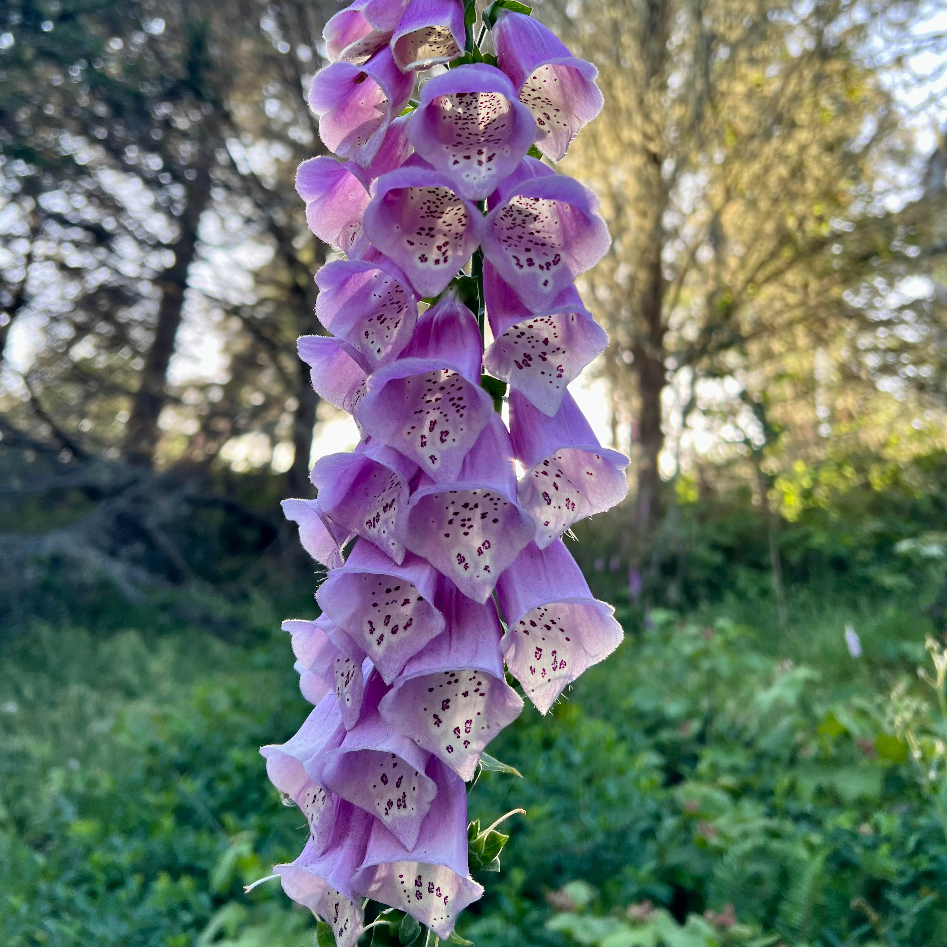 Stillwater Cove Regional Park Camping Jenner, CA