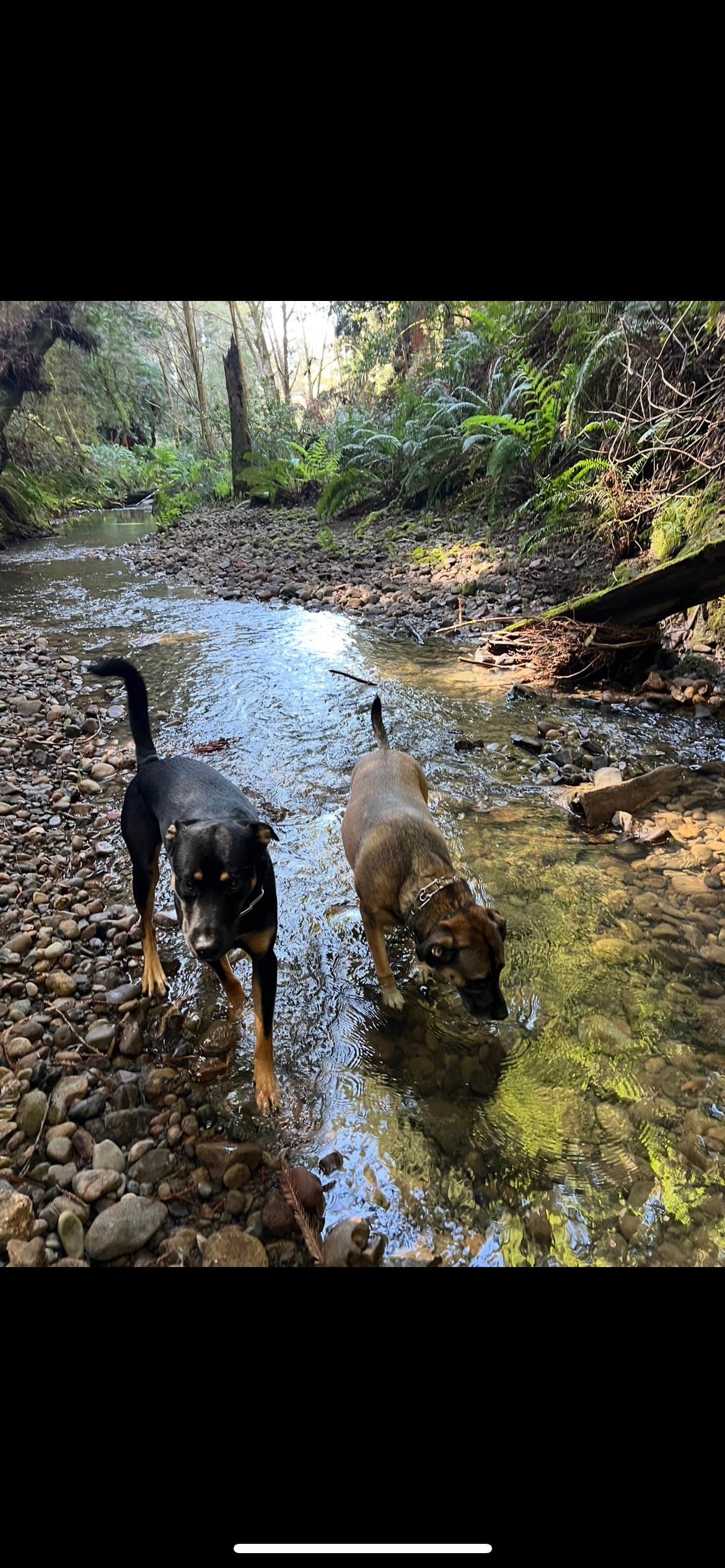 Trevor M.'s photo of camping with pets at Stillwater Cove Regional Park near The Sea Ranch, CA