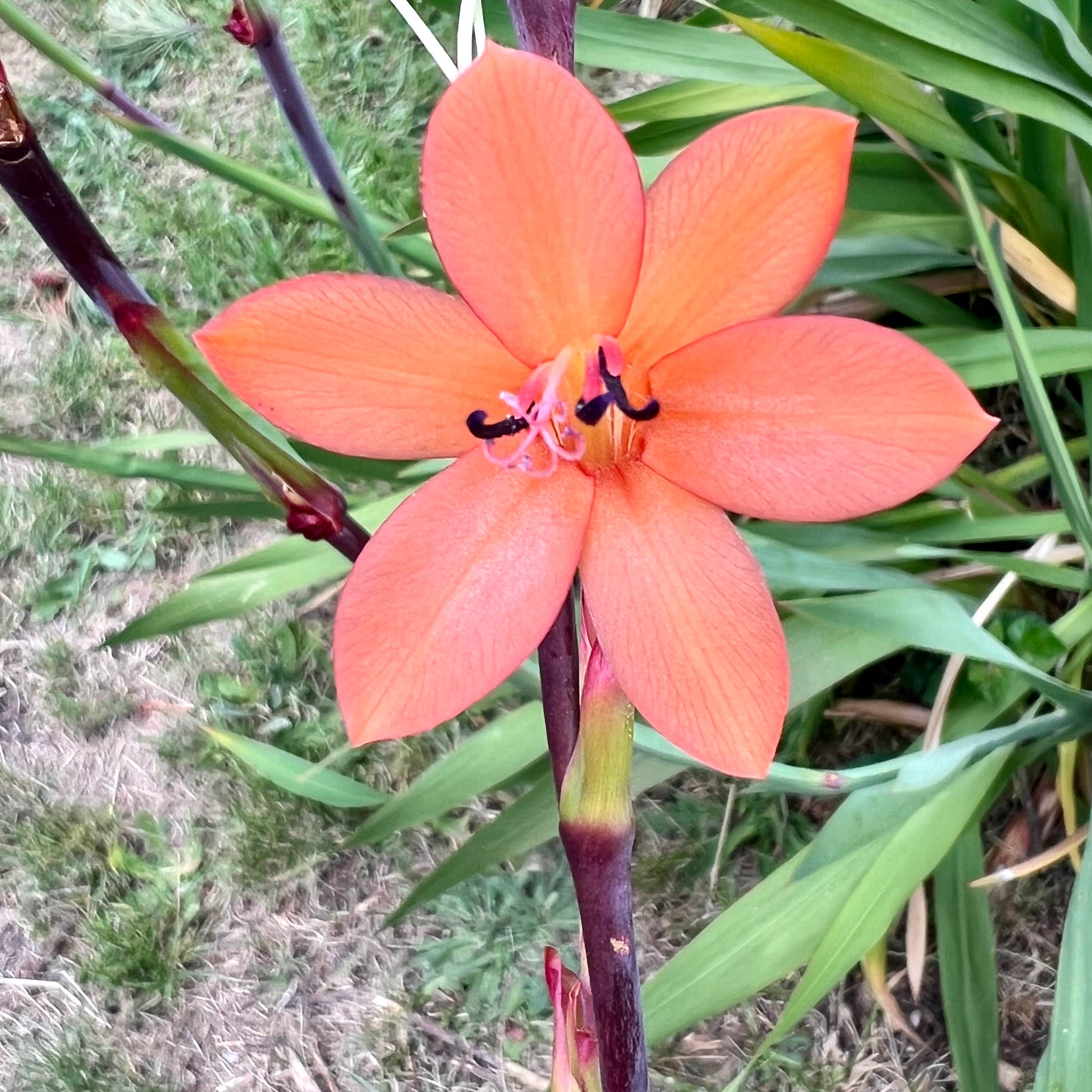 Stillwater Cove Regional Park Camping Jenner, CA