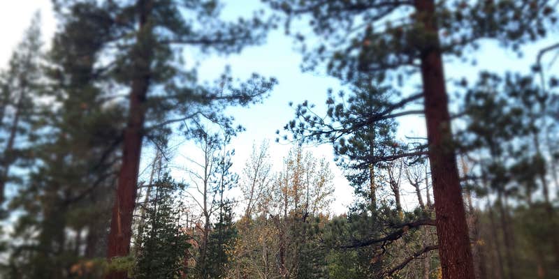 Camper submitted image from Sugar Pine Point Campground