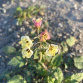 Review photo of Texas Springs Campground — Death Valley National Park by Ursula , February 27, 2026