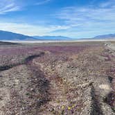 Review photo of Texas Springs Campground — Death Valley National Park by Ursula , February 27, 2026