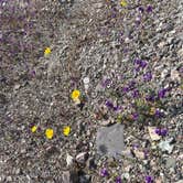 Review photo of Texas Springs Campground — Death Valley National Park by Ursula , February 27, 2026