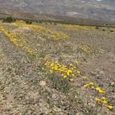 Review photo of Texas Springs Campground — Death Valley National Park by Ursula , February 27, 2026