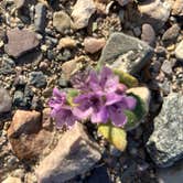 Review photo of Texas Springs Campground — Death Valley National Park by gary E., March 23, 2026