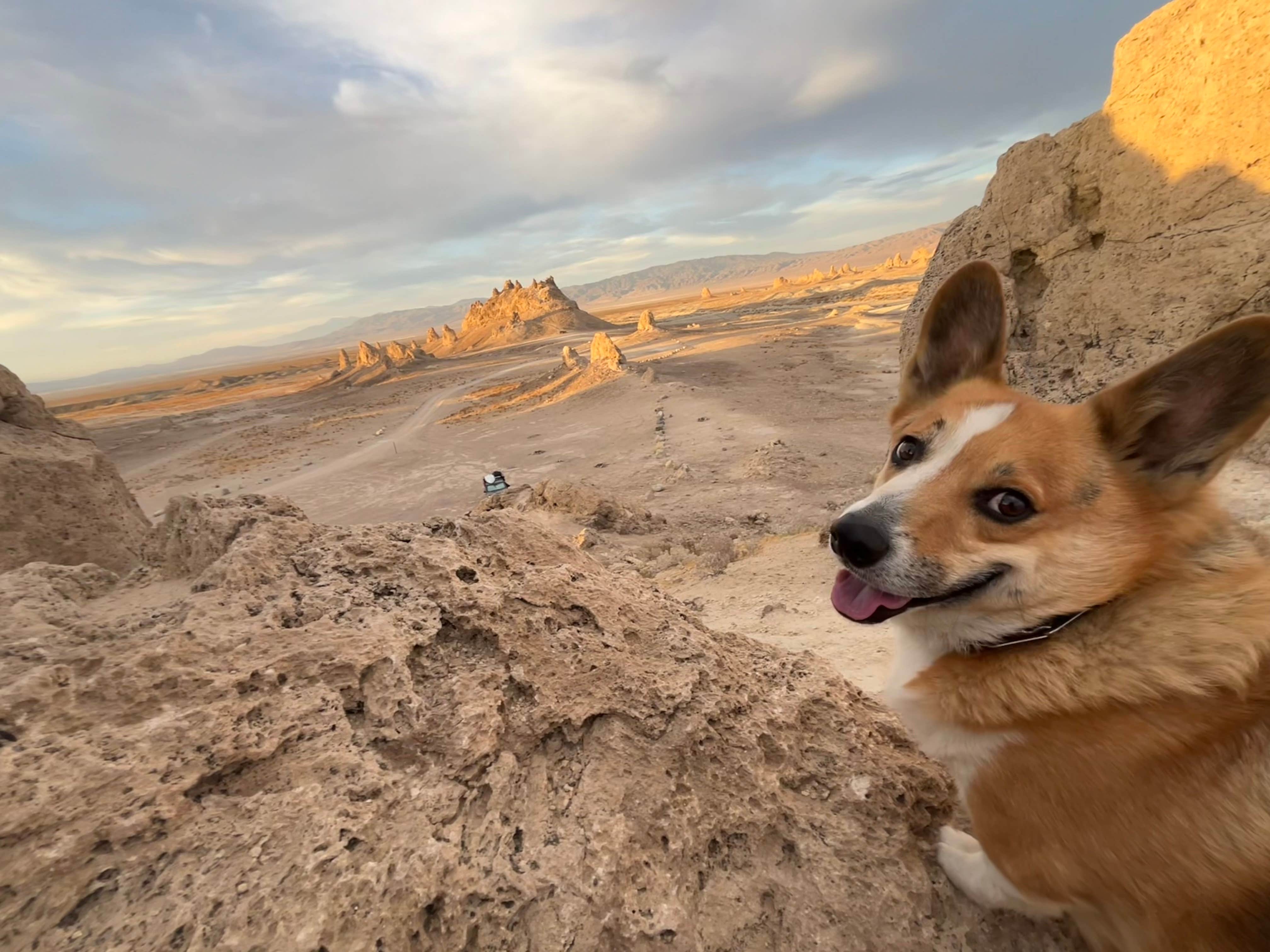 Stephanie F.'s photo of camping with pets at Trona Pinnacles near Randsburg, CA