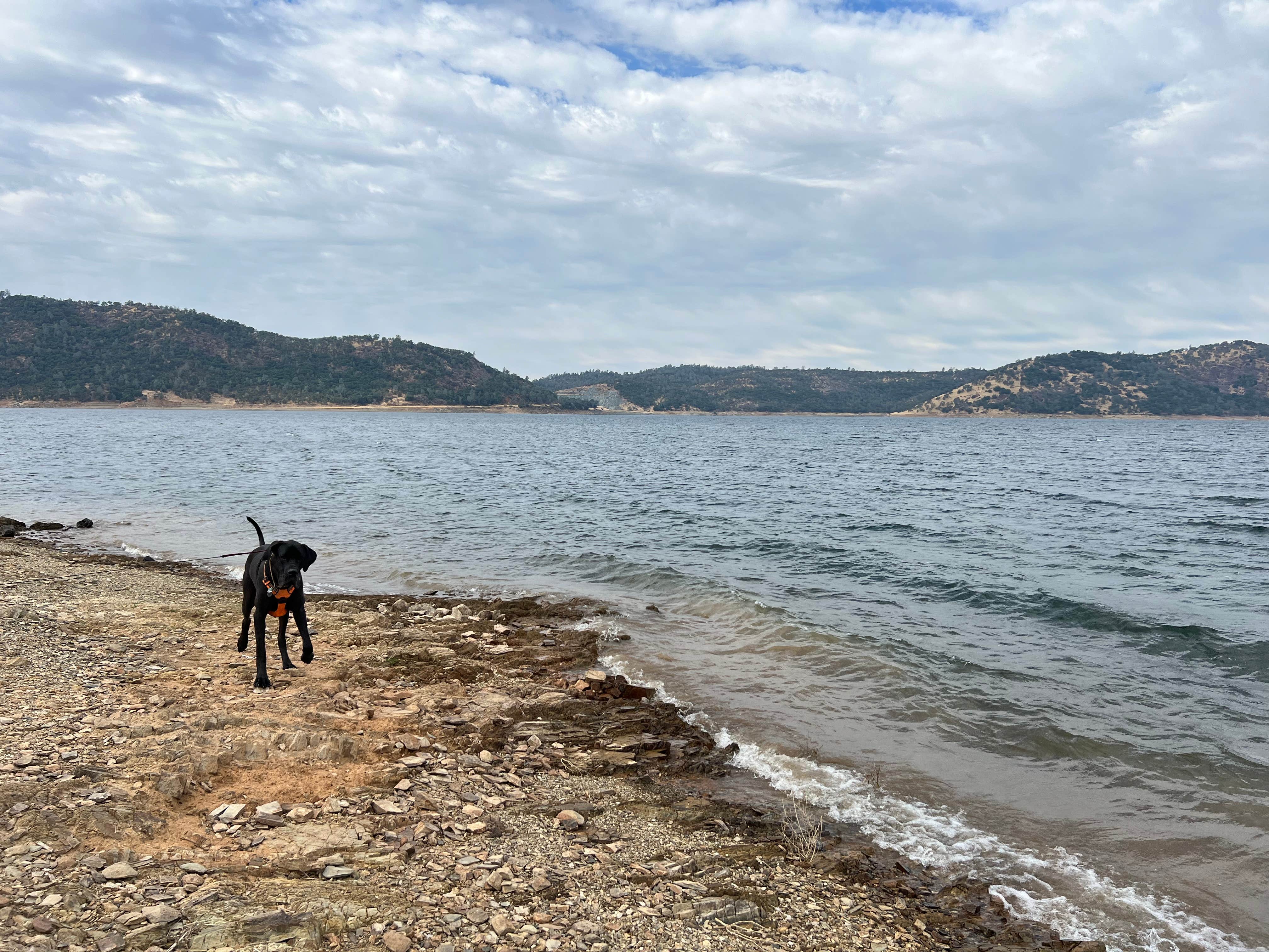 Hunter P.'s photo of camping with pets at Tuttletown Recreation Area near Columbia, CA