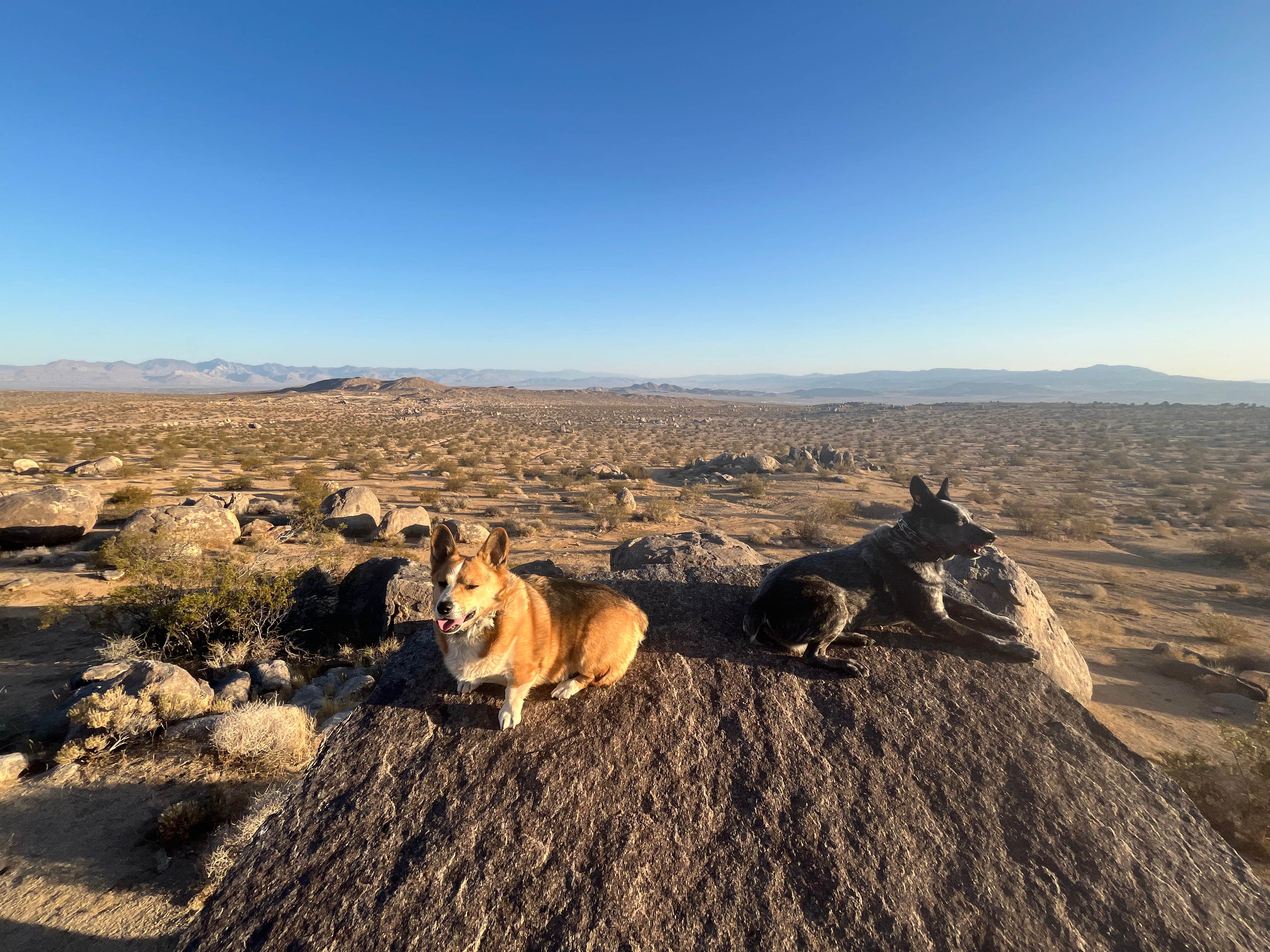 Stephanie F.'s photo of camping with pets at Wagon Wheel Staging Area near Randsburg, CA