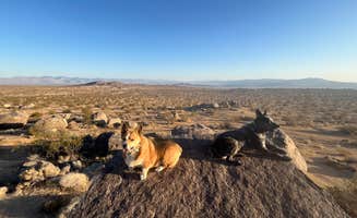 Stephanie F.'s photo of camping with pets at Wagon Wheel Staging Area near Inyokern, CA