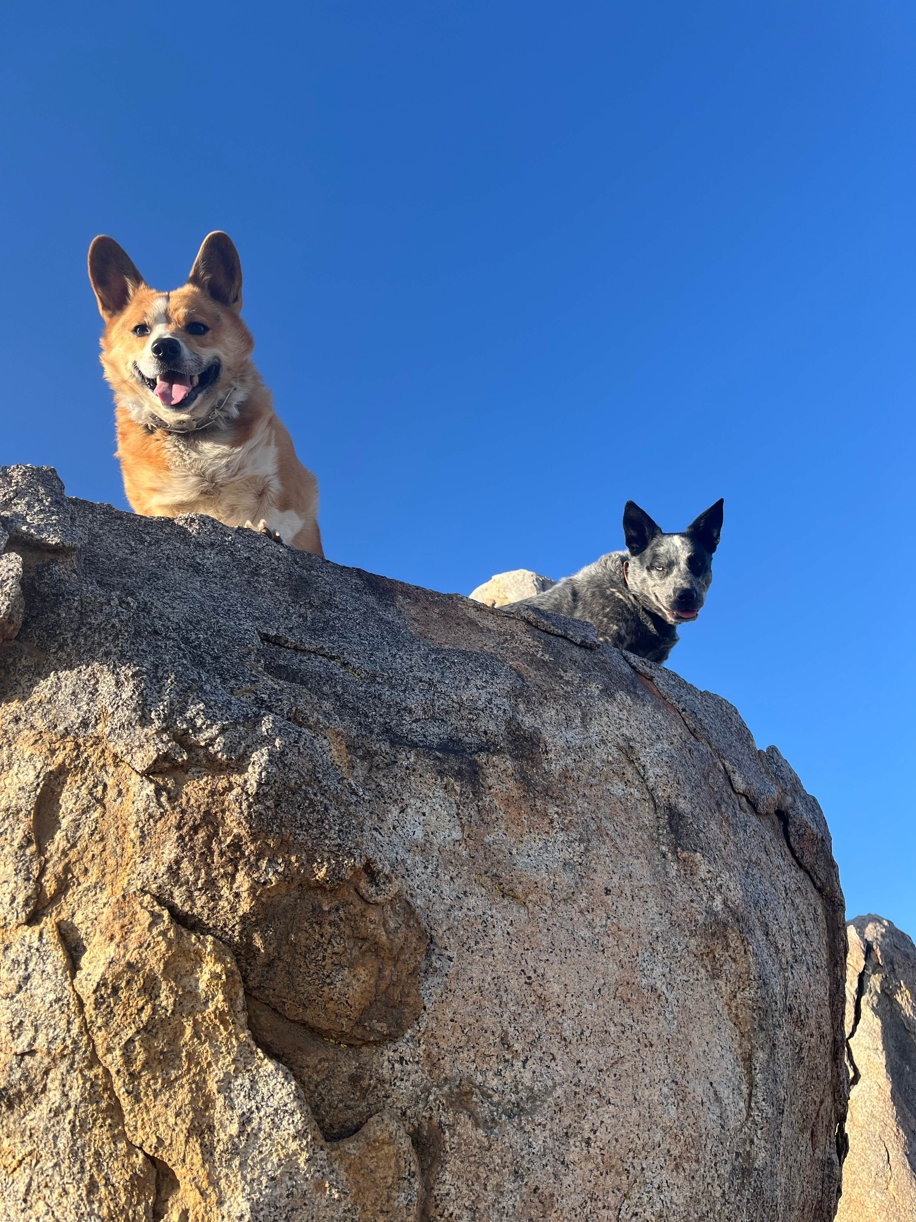 Stephanie F.'s photo of camping with pets at Wagon Wheel Staging Area near Randsburg, CA