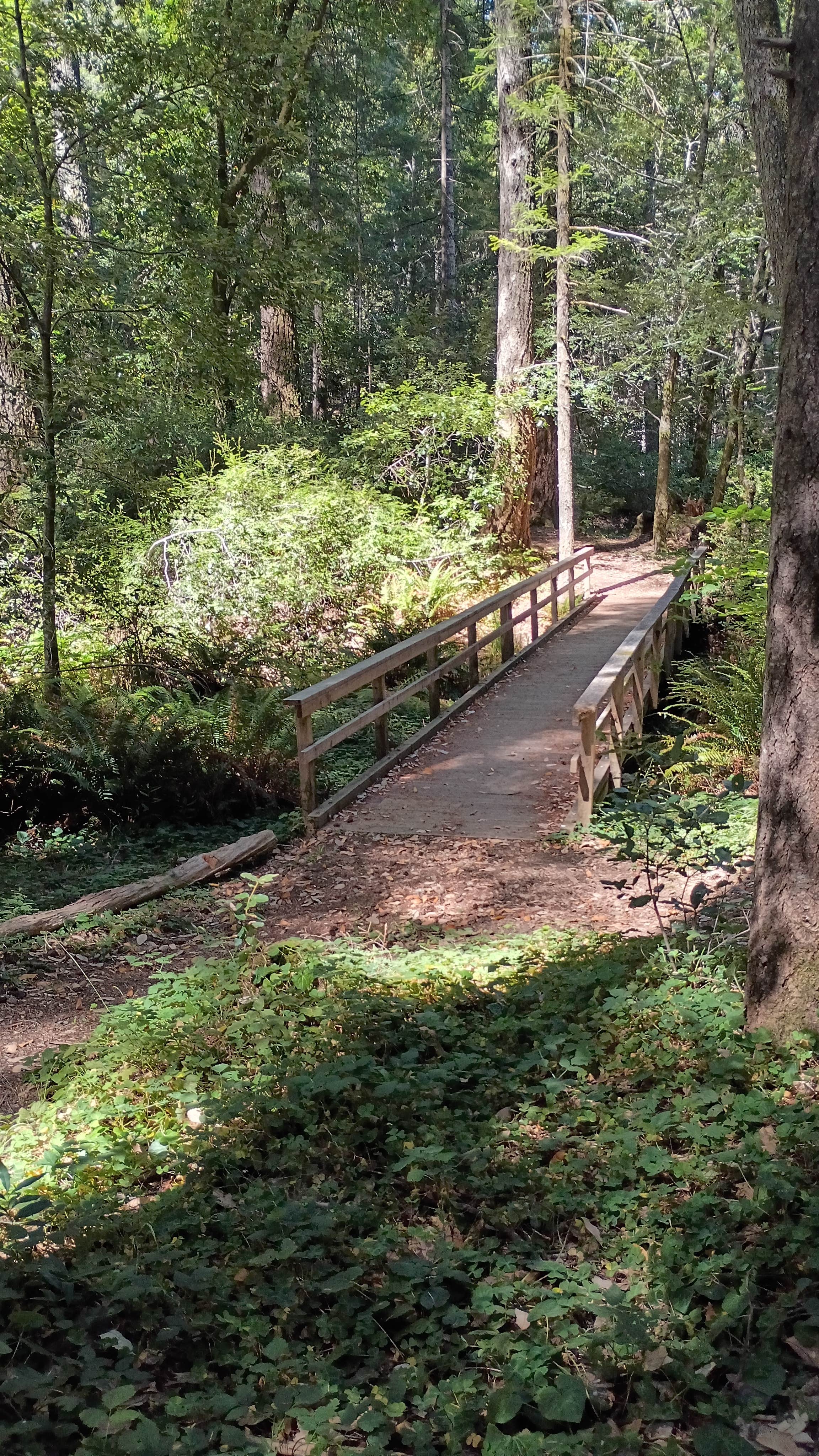 Camping near Horse Mountain Campground: Wailaki Campground, Whitethorn, California