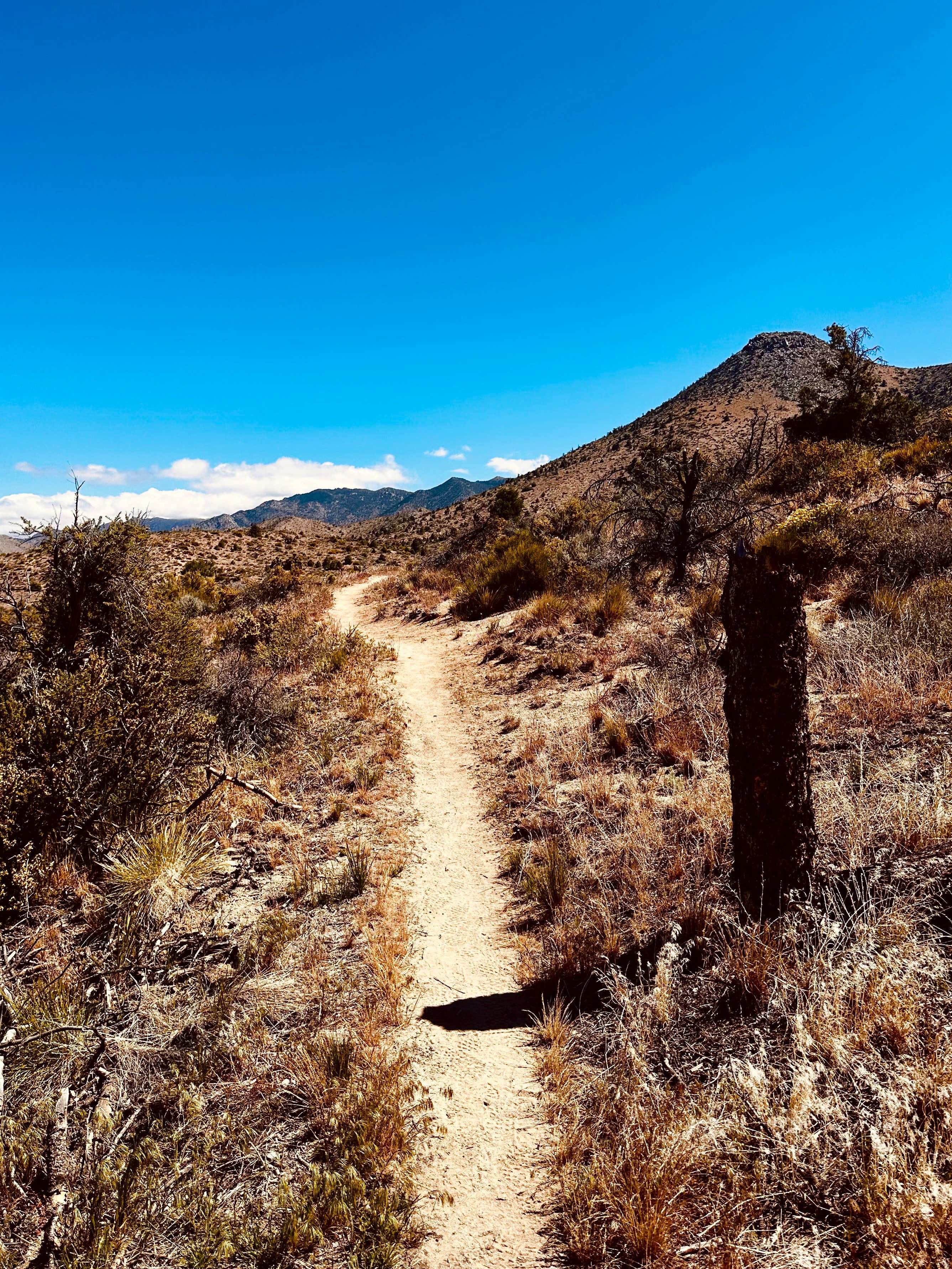 Camper submitted image from Walker Pass Campground - 5