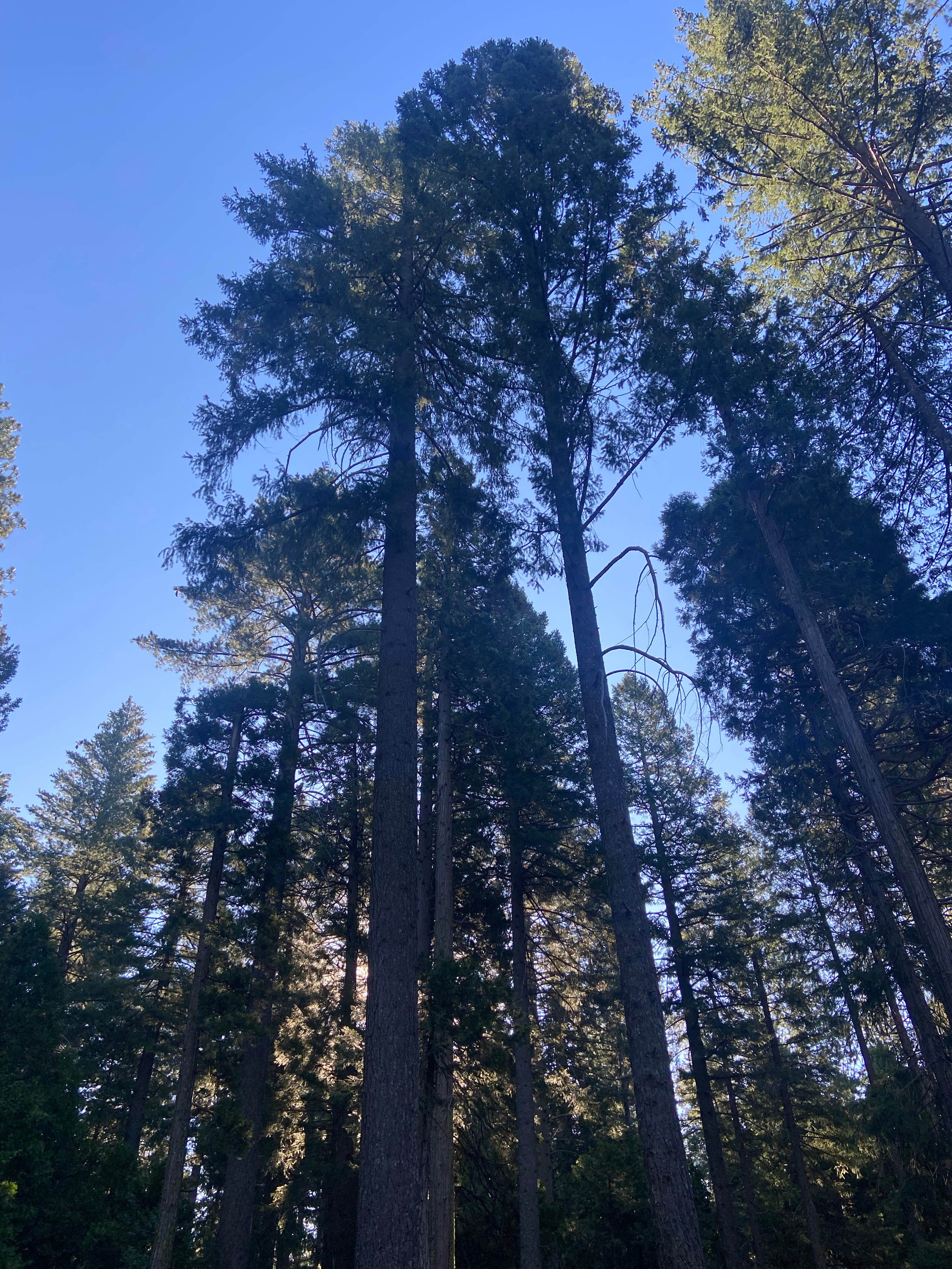 Camper-submitted photo at White Cloud near Gold Run, CA