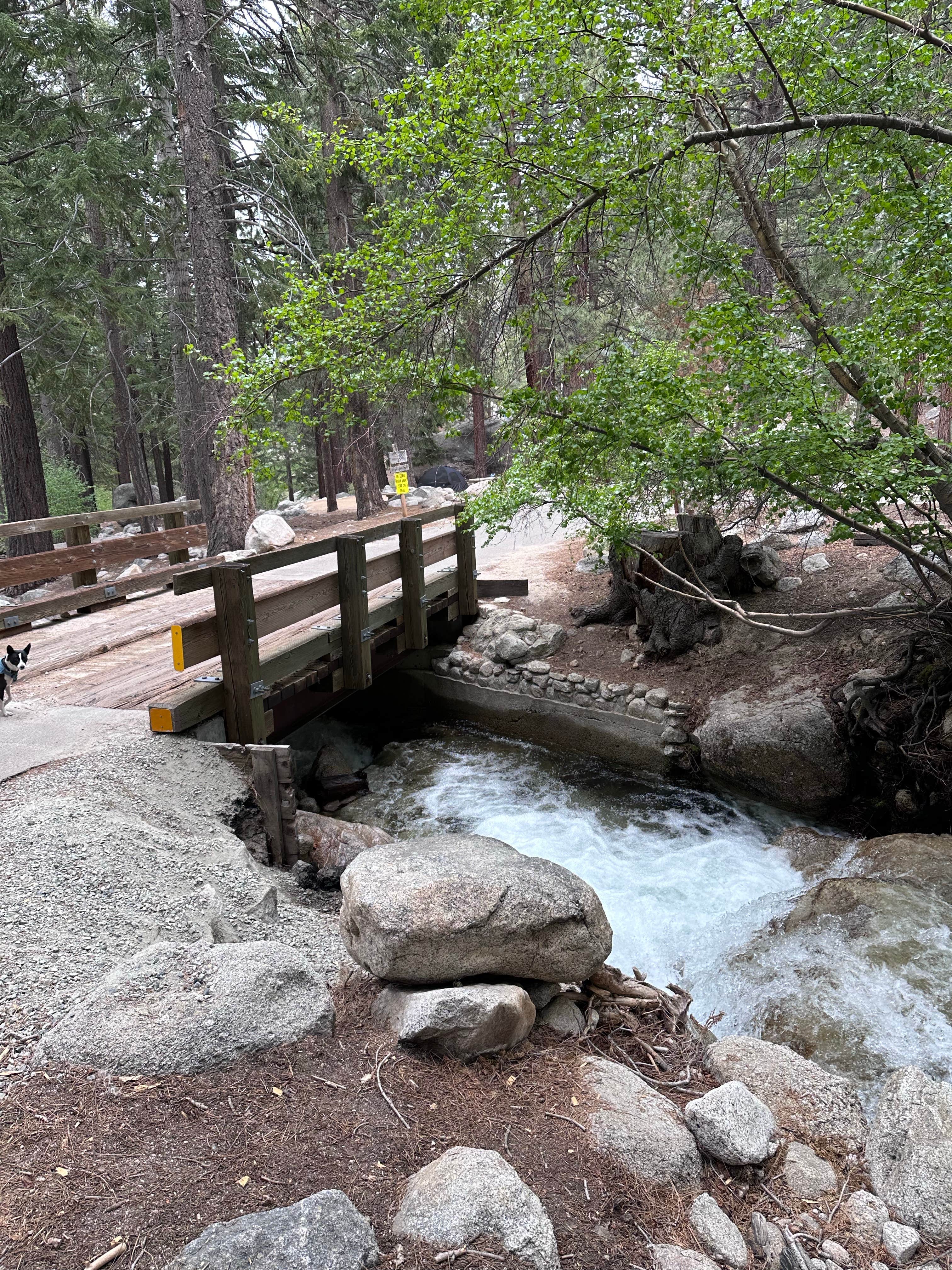 Deb H.'s photo of camping with pets at Whitney Portal near Sequoia & Kings Canyon National Parks
