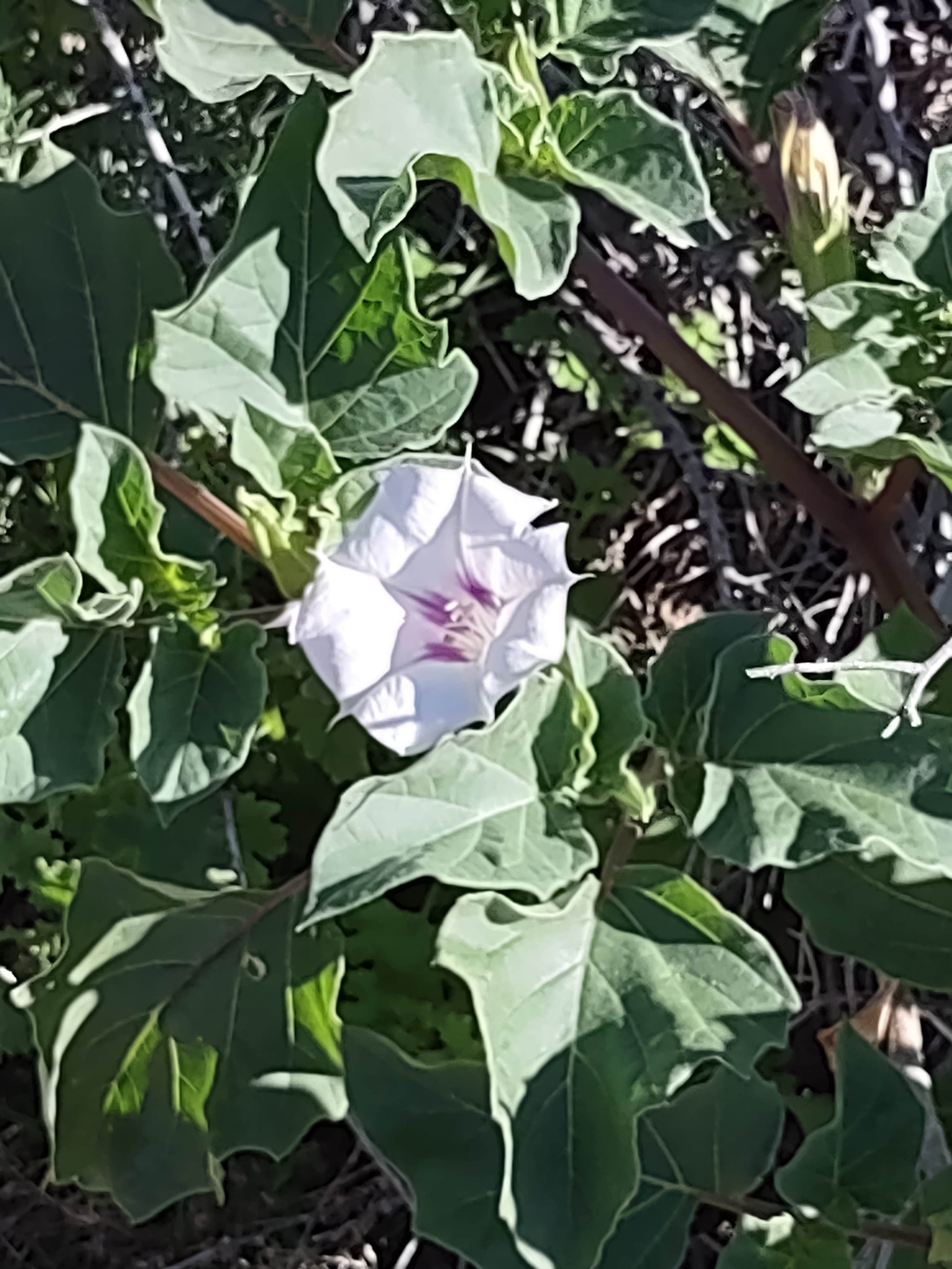 Camper-submitted photo at Wiley's Well Campground near Palo Verde, CA