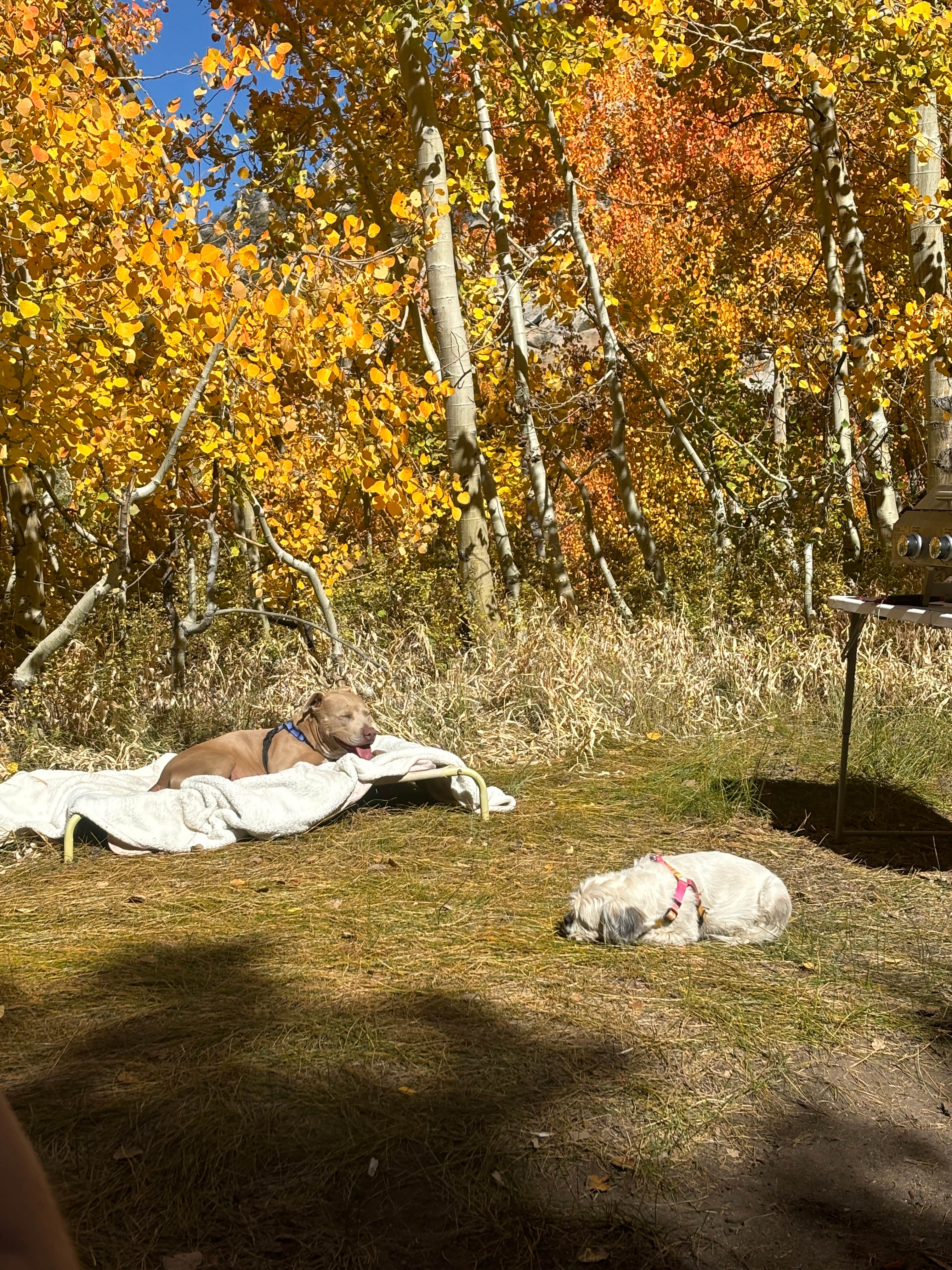 Beatriz S.'s photo of camping with pets at Willow Campground near Dyer, NV
