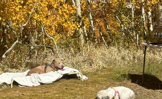 Beatriz S.'s photo of camping with pets at Willow Campground near Bishop, CA