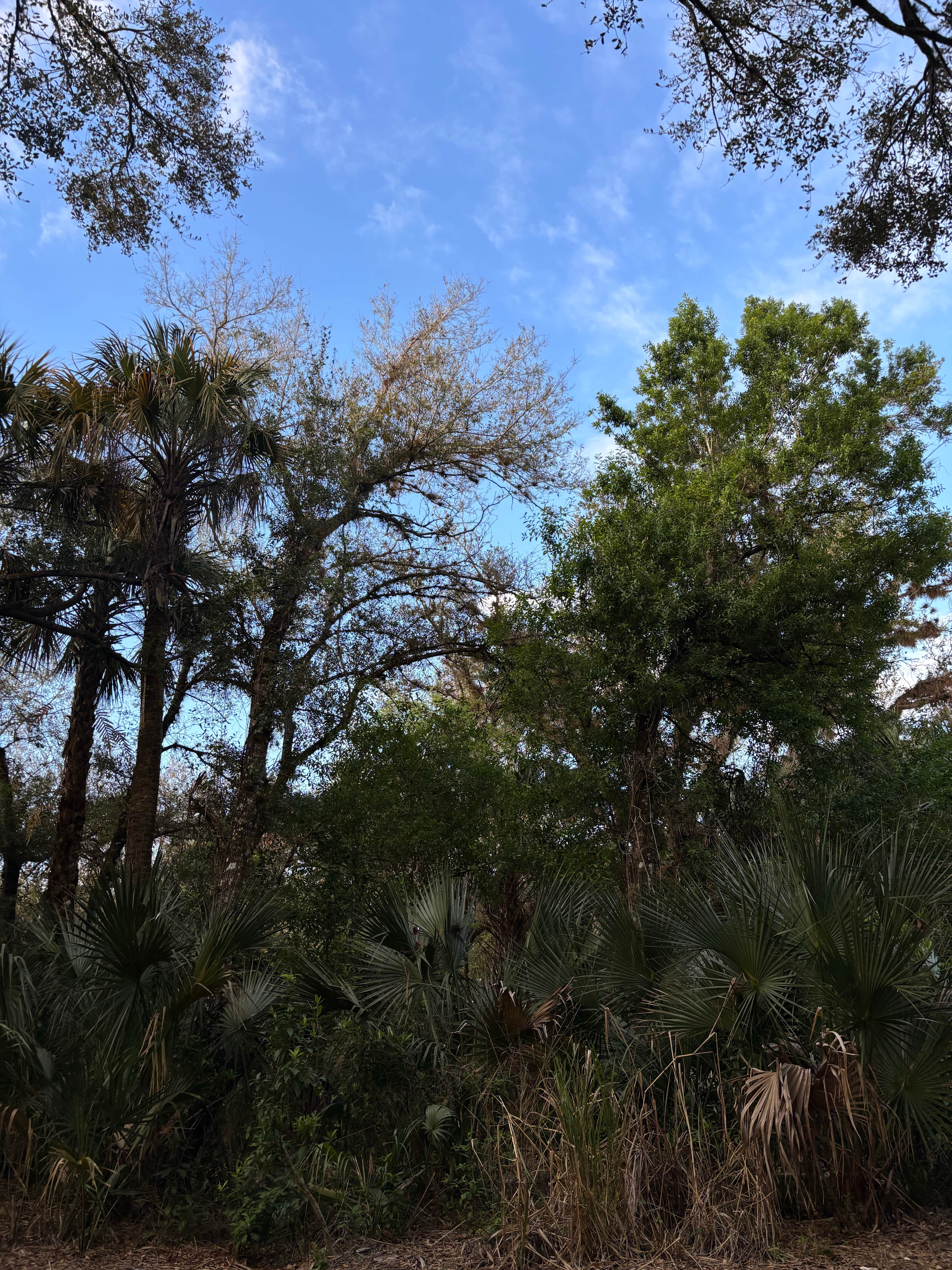 Camper-submitted photo at Caloosahatchee Regional Park near Alva, FL