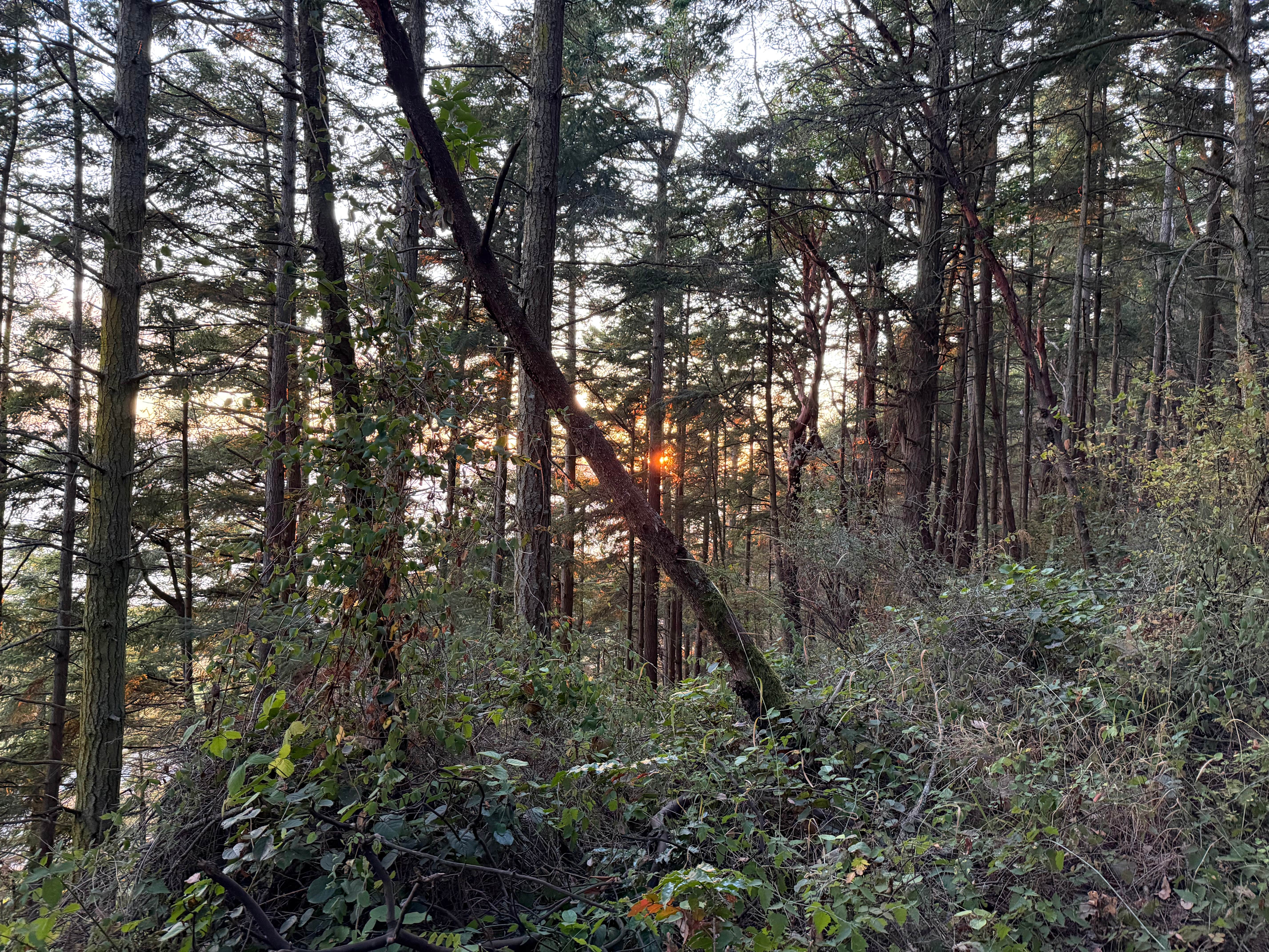 Camper-submitted photo at Camano Island State Park Cabins near Coupeville, WA