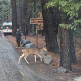 Review photo of Camp 4 — Yosemite National Park by PDNeff , December 29, 2024