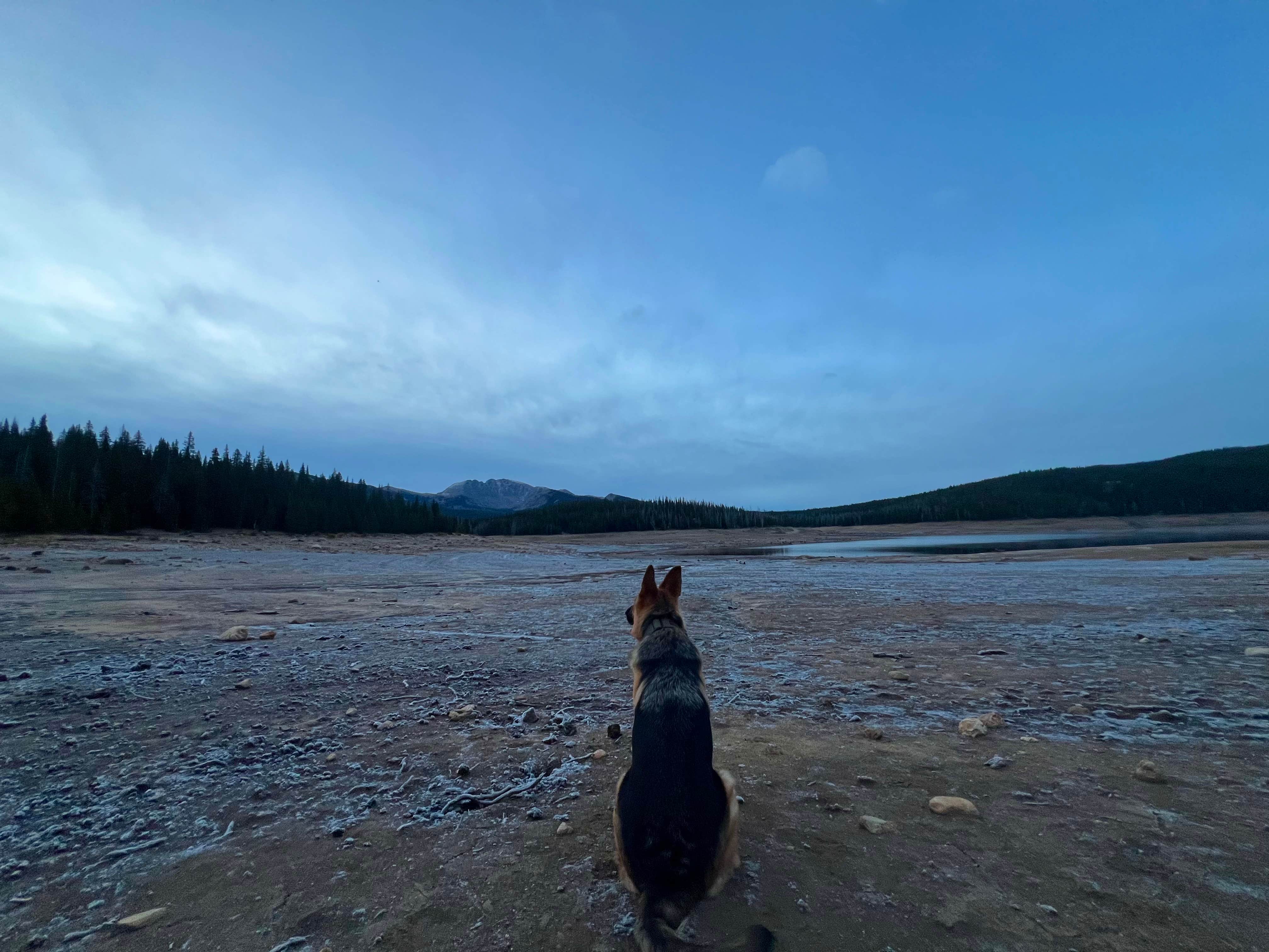 Naomi K.'s photo of camping with pets at Camp Chandler Dispersed near Winter Park, CO