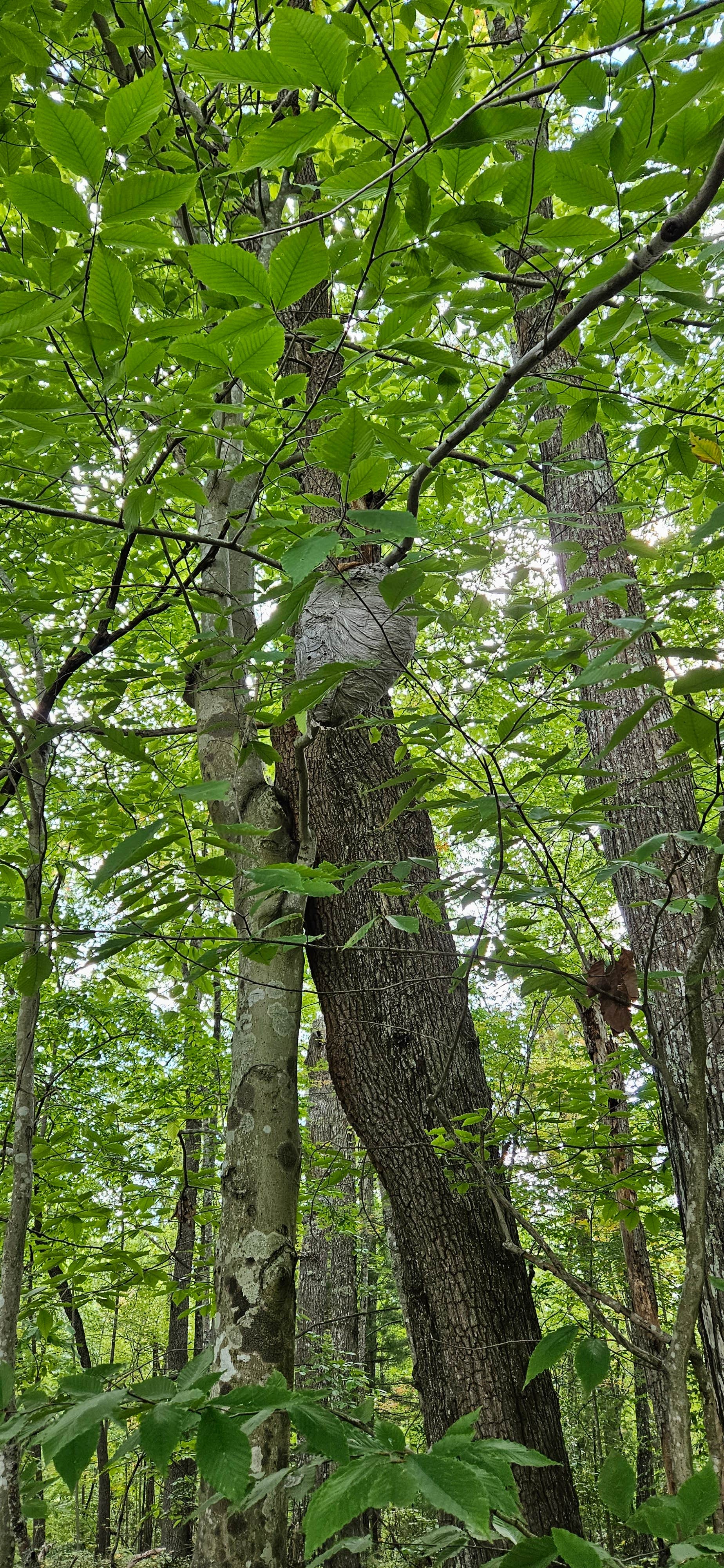 Camper-submitted photo at Camp Creek State Park Campground near Walkersville, WV