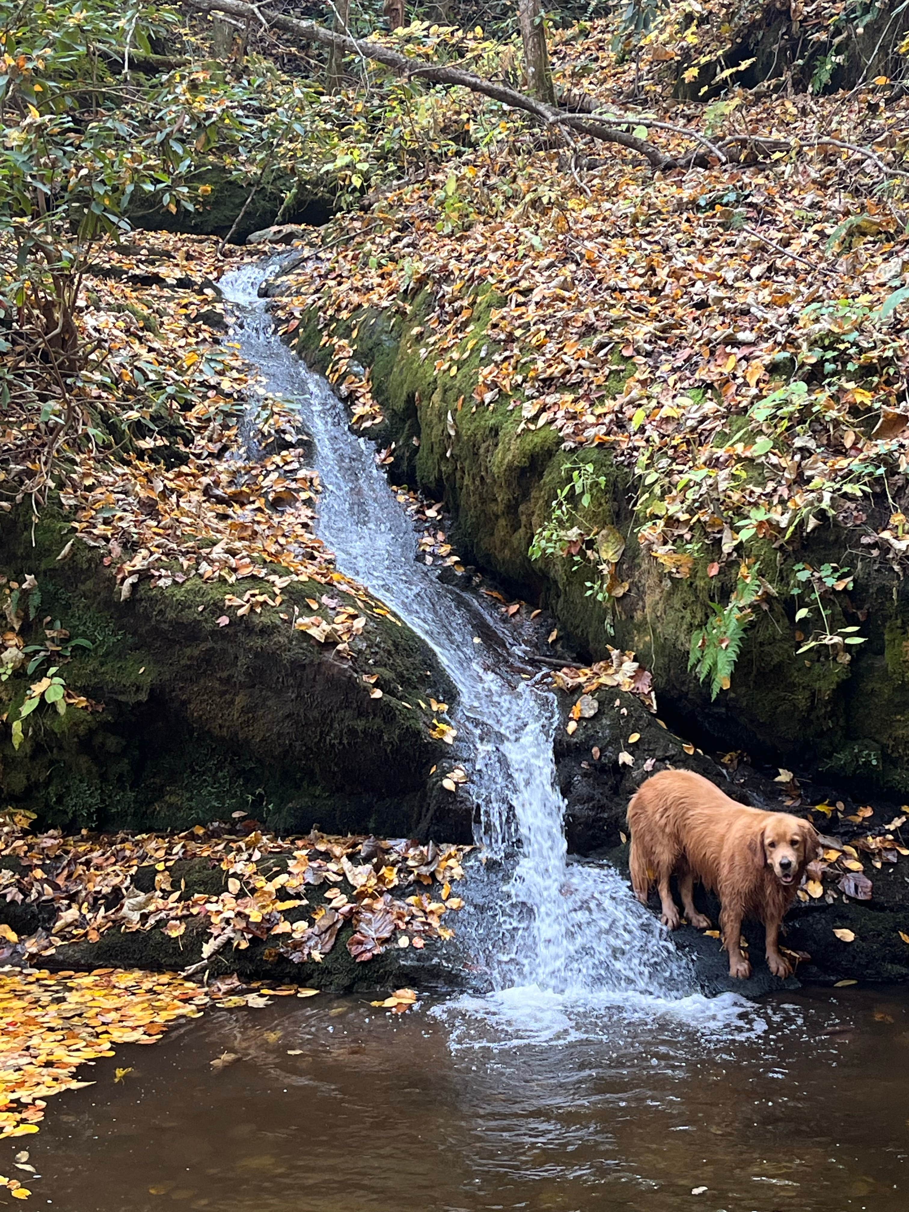Patri0t III's photo of camping with pets at Camp Faith - Temporarily Closed near Bristol, TN