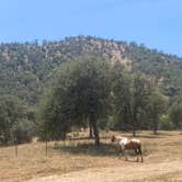Review photo of Camp ikigai Animal Sanctuary 501c3 by Adam H., May 26, 2026