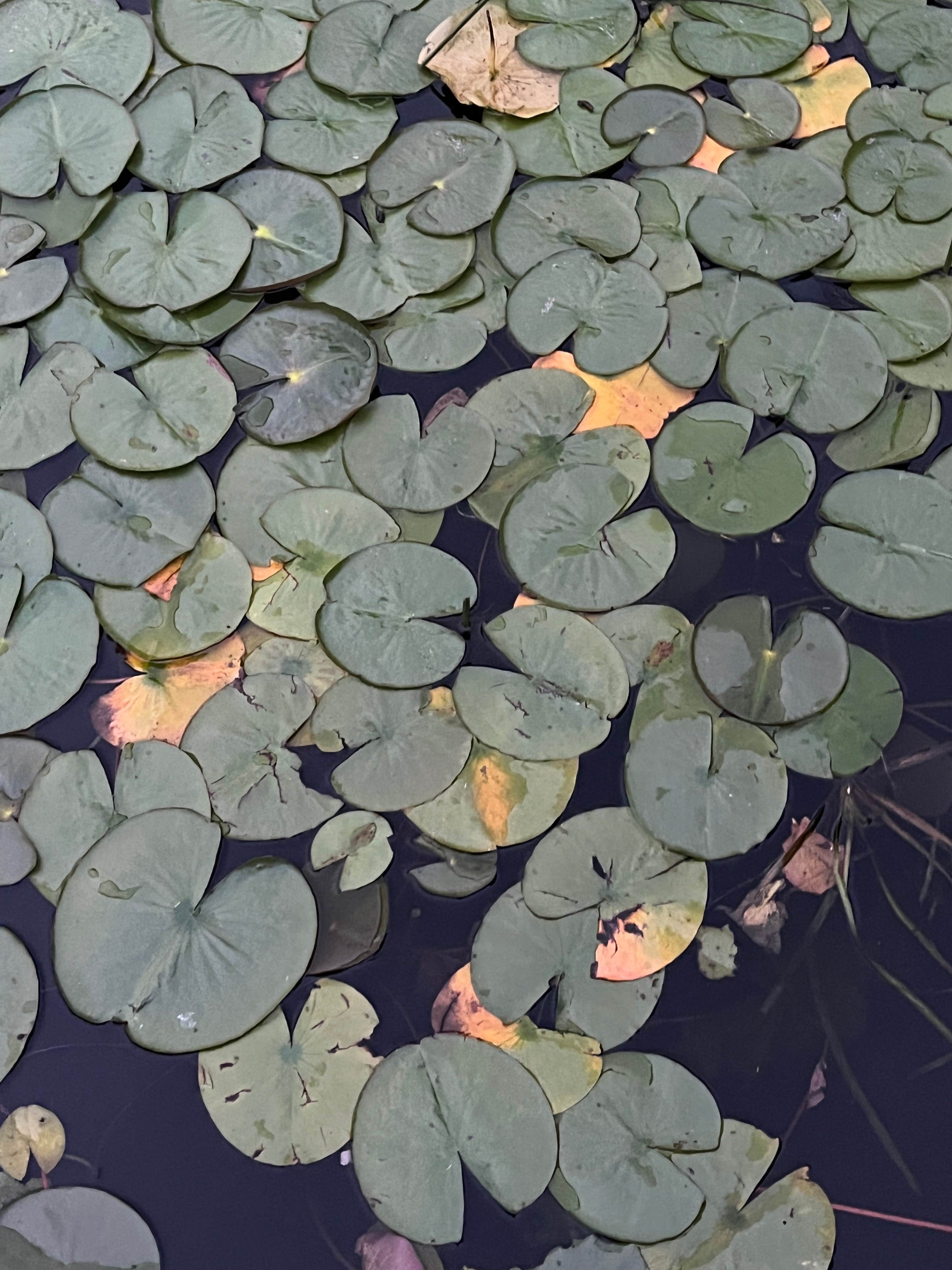 Camper-submitted photo at Camp Lakeview near Carbonado, WA