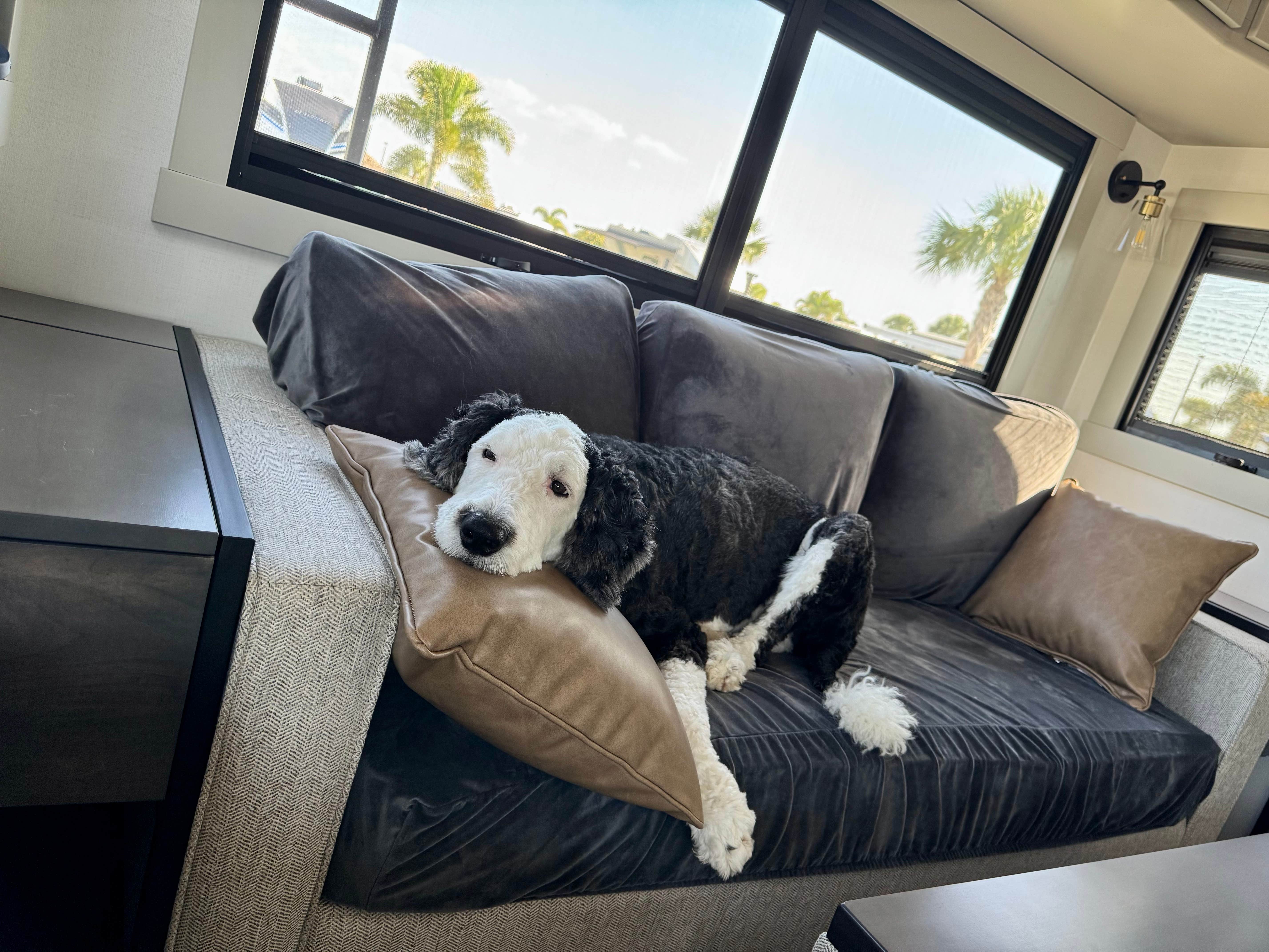 Amanda W.'s photo of camping with pets at Camp Margaritaville RV Resort and Cabana Cabins Auburndale near Auburndale, FL