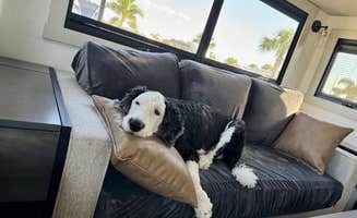 Amanda W.'s photo of camping with pets at Camp Margaritaville RV Resort and Cabana Cabins Auburndale near Auburndale, FL