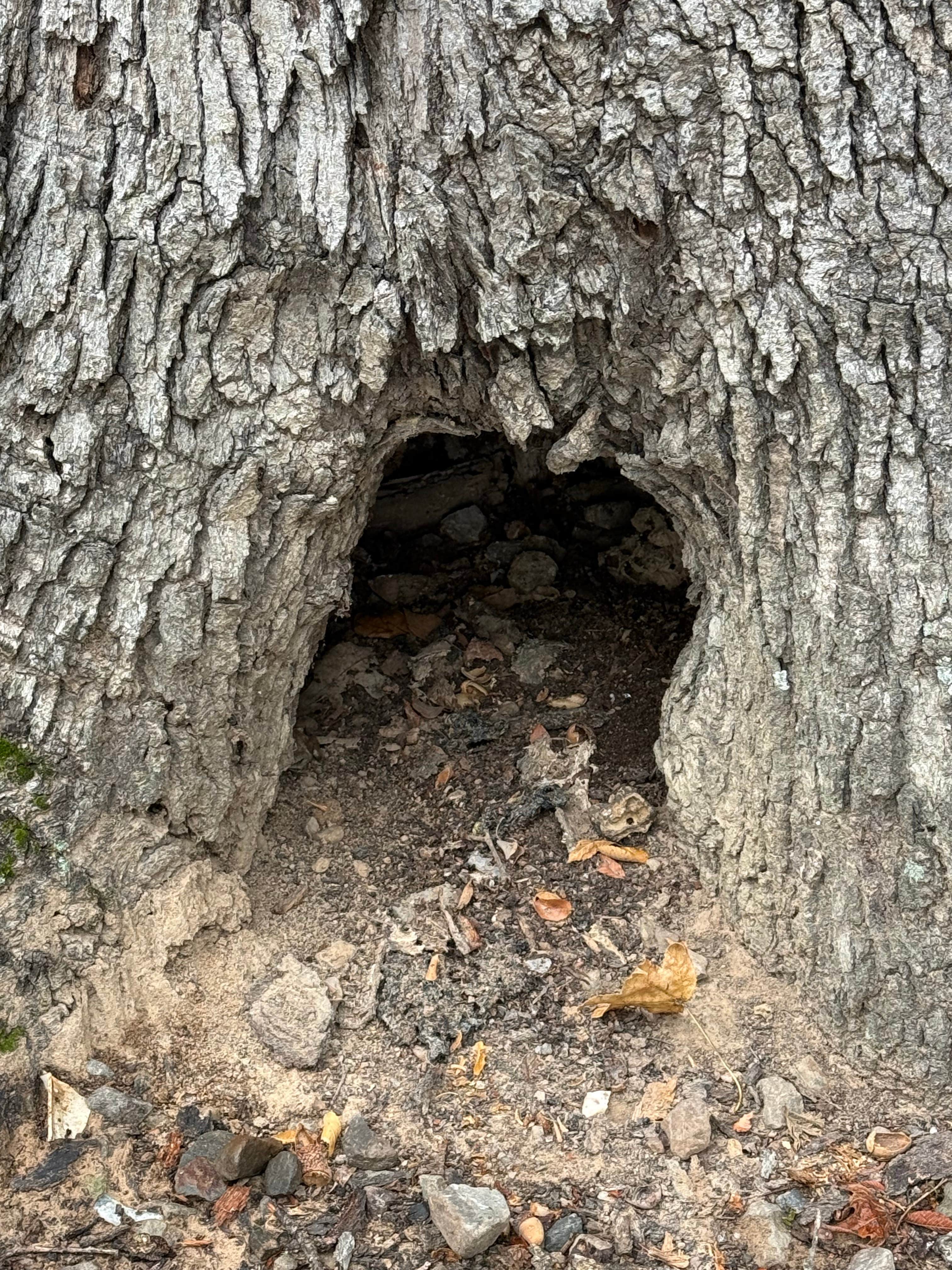 Camper-submitted photo at Camp Robinson Dispersed Site near Maumelle, AR