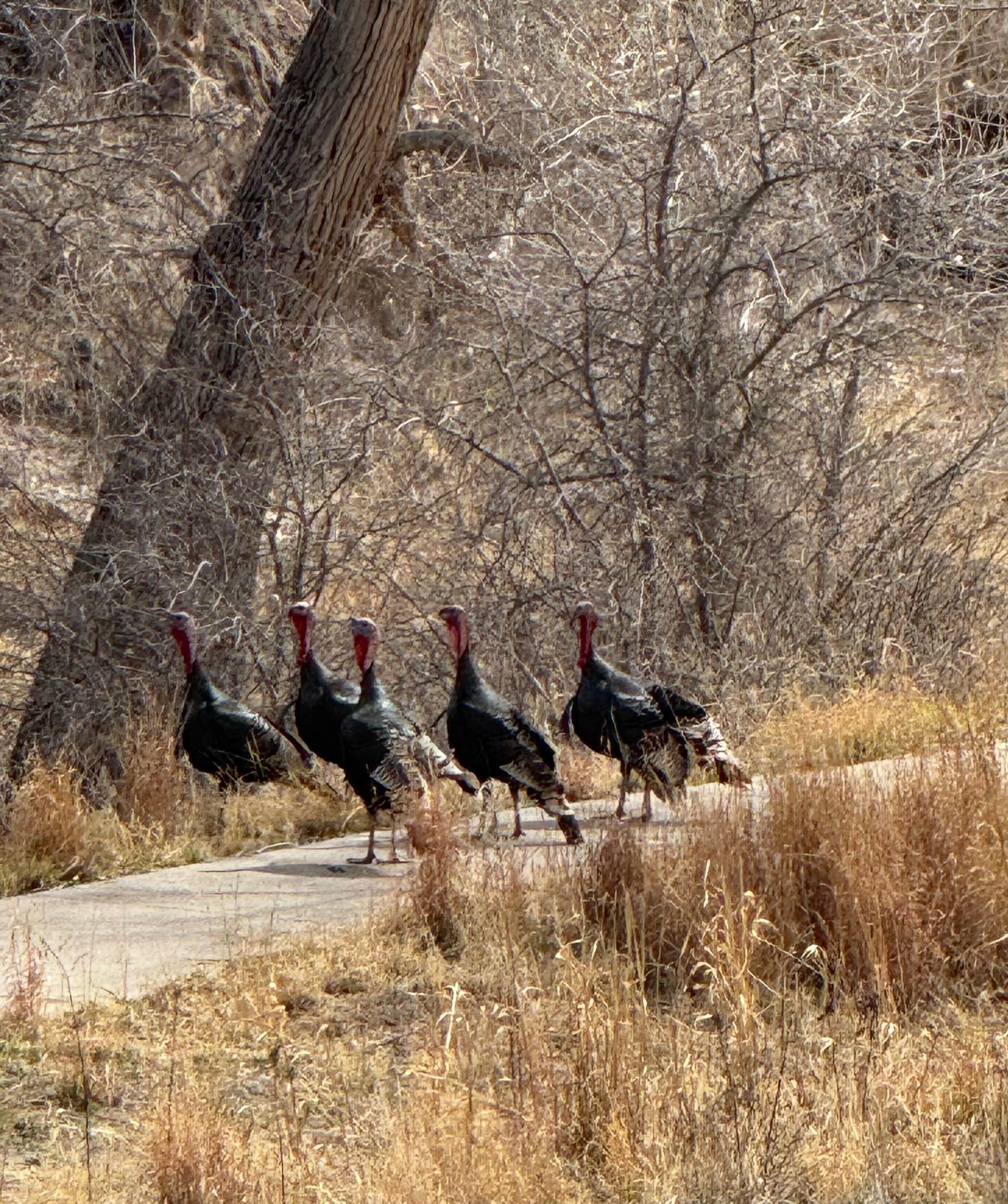 Camper-submitted photo at Camp Washington Ranch near Carlsbad Caverns, NM