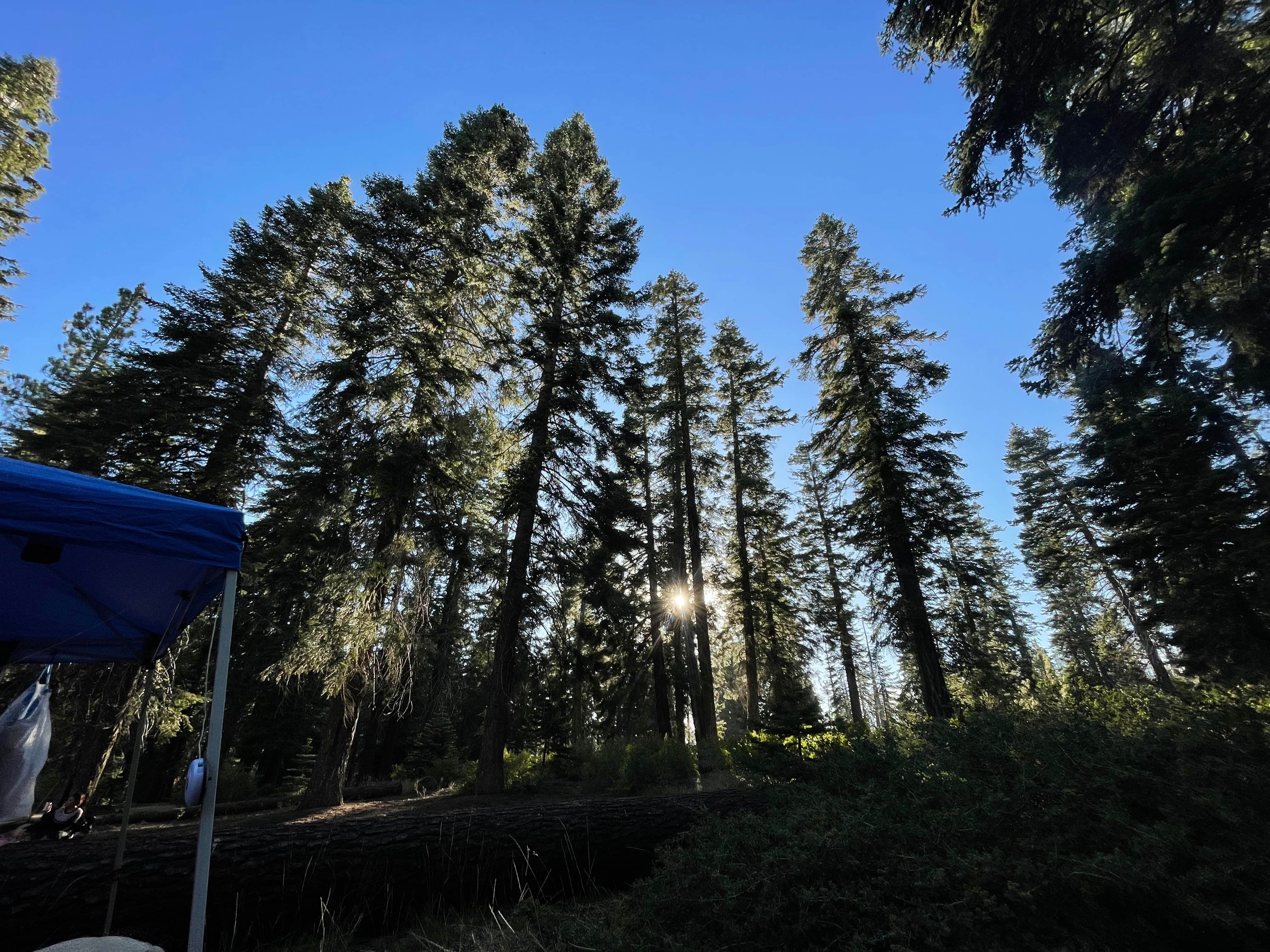 Josh S.'s photo at Sequoia National Forest Quaking Aspen Campground near Camp Nelson, CA