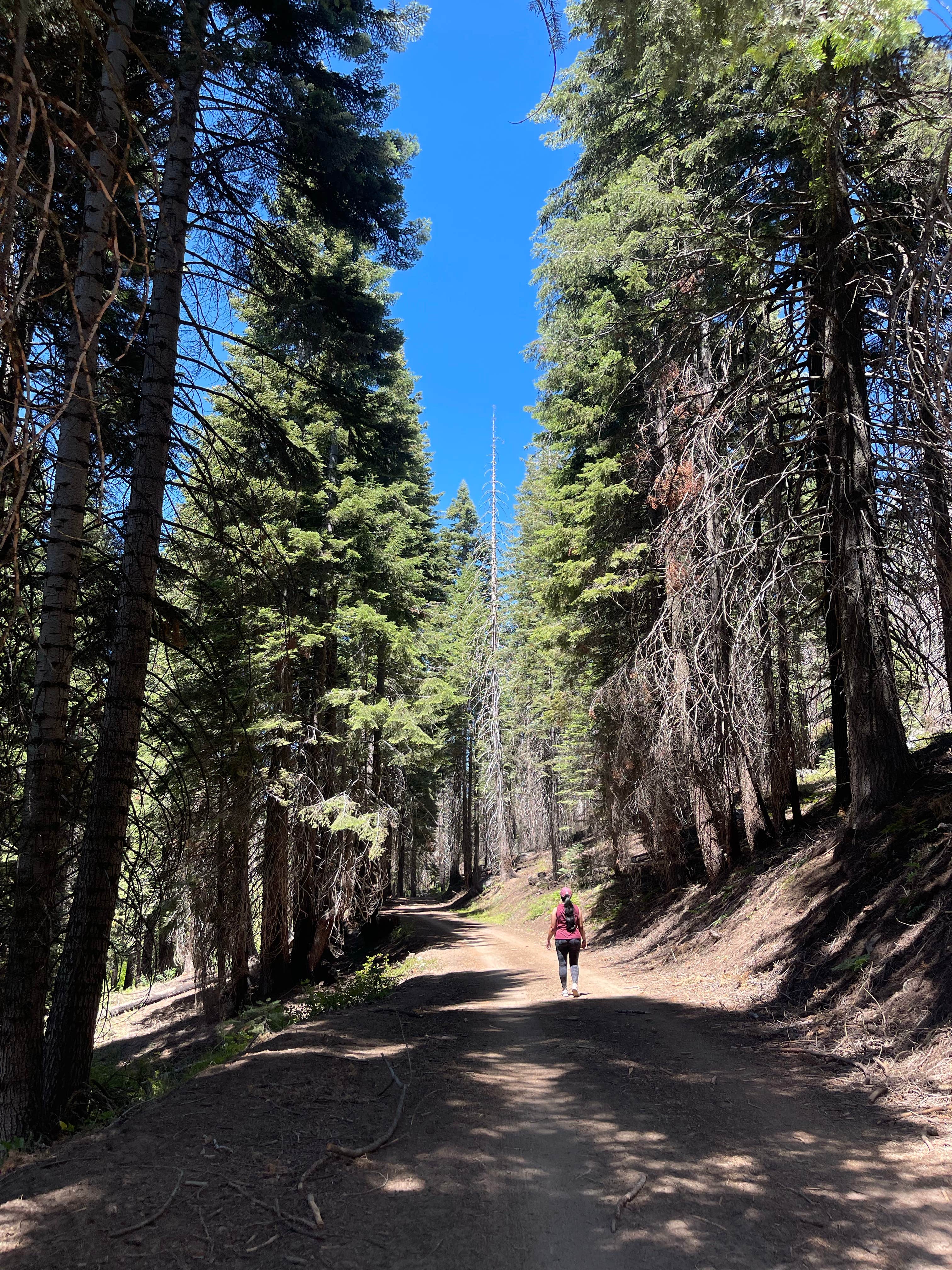 Camper submitted image from Sequoia National Forest Quaking Aspen Campground - 3