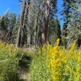 Review photo of Sequoia National Forest Quaking Aspen Campground by Josh S., August 8, 2025