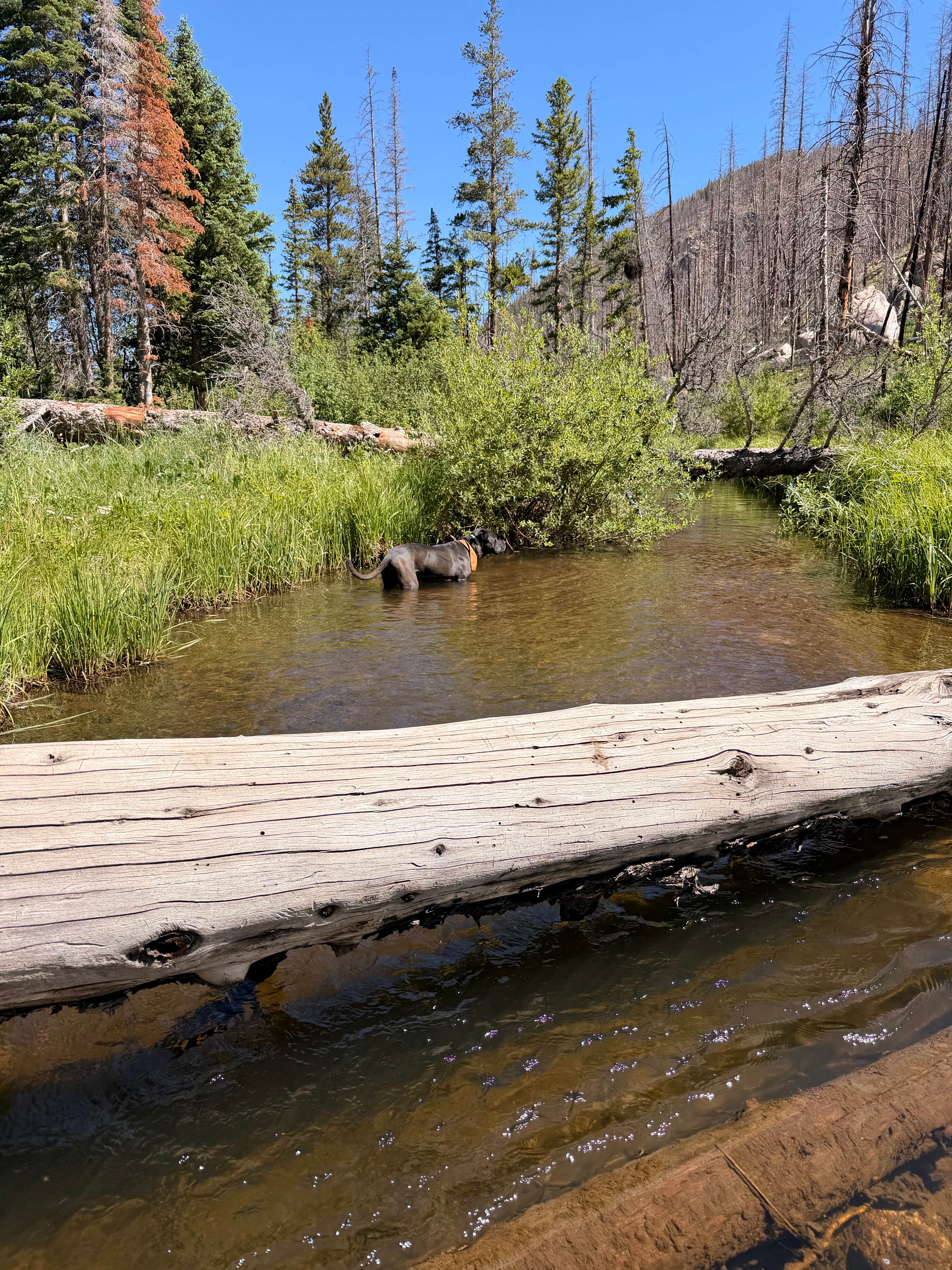 SG H.'s photo of camping with pets at Camping Near Chambers on Laramie River near Rand, CO