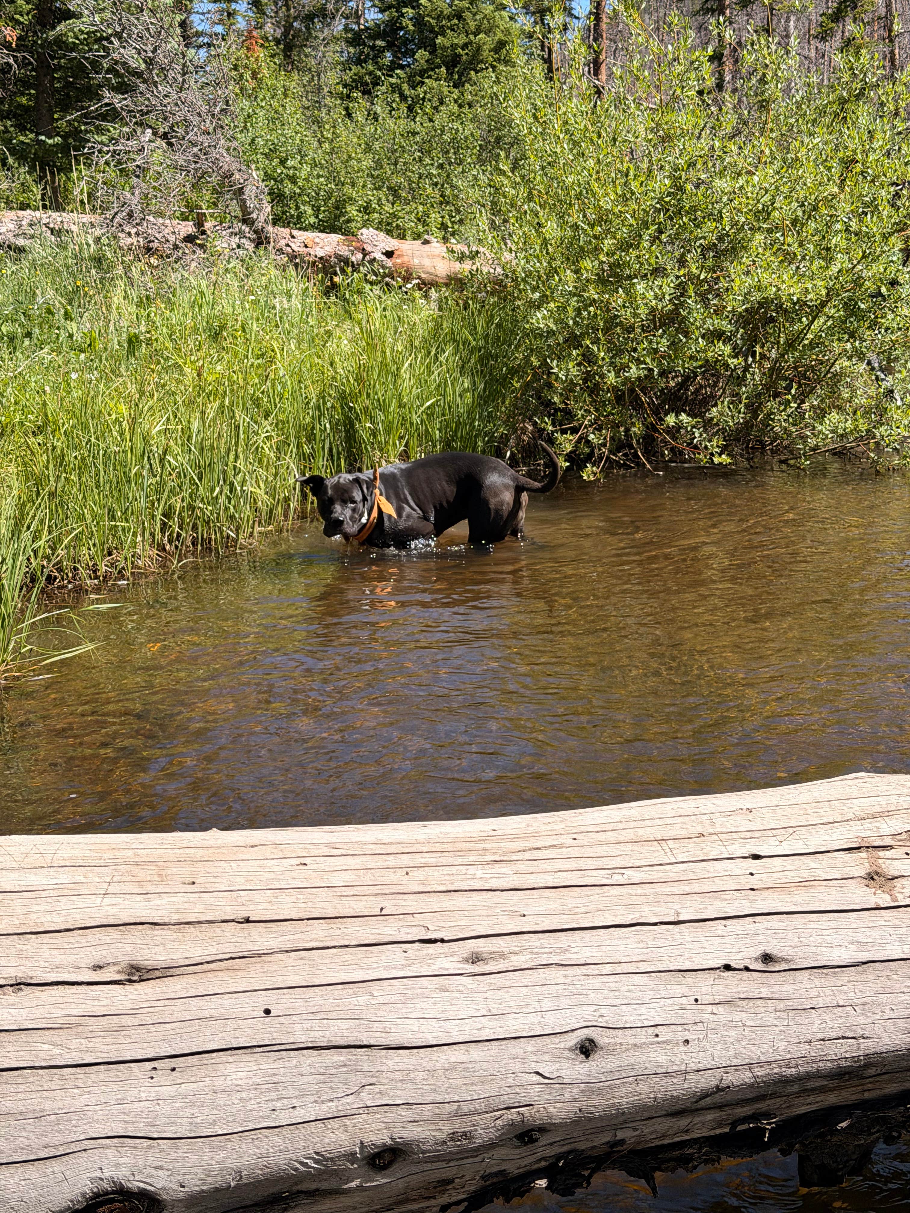 Camper-submitted photo at Camping Near Chambers on Laramie River near Gould, CO