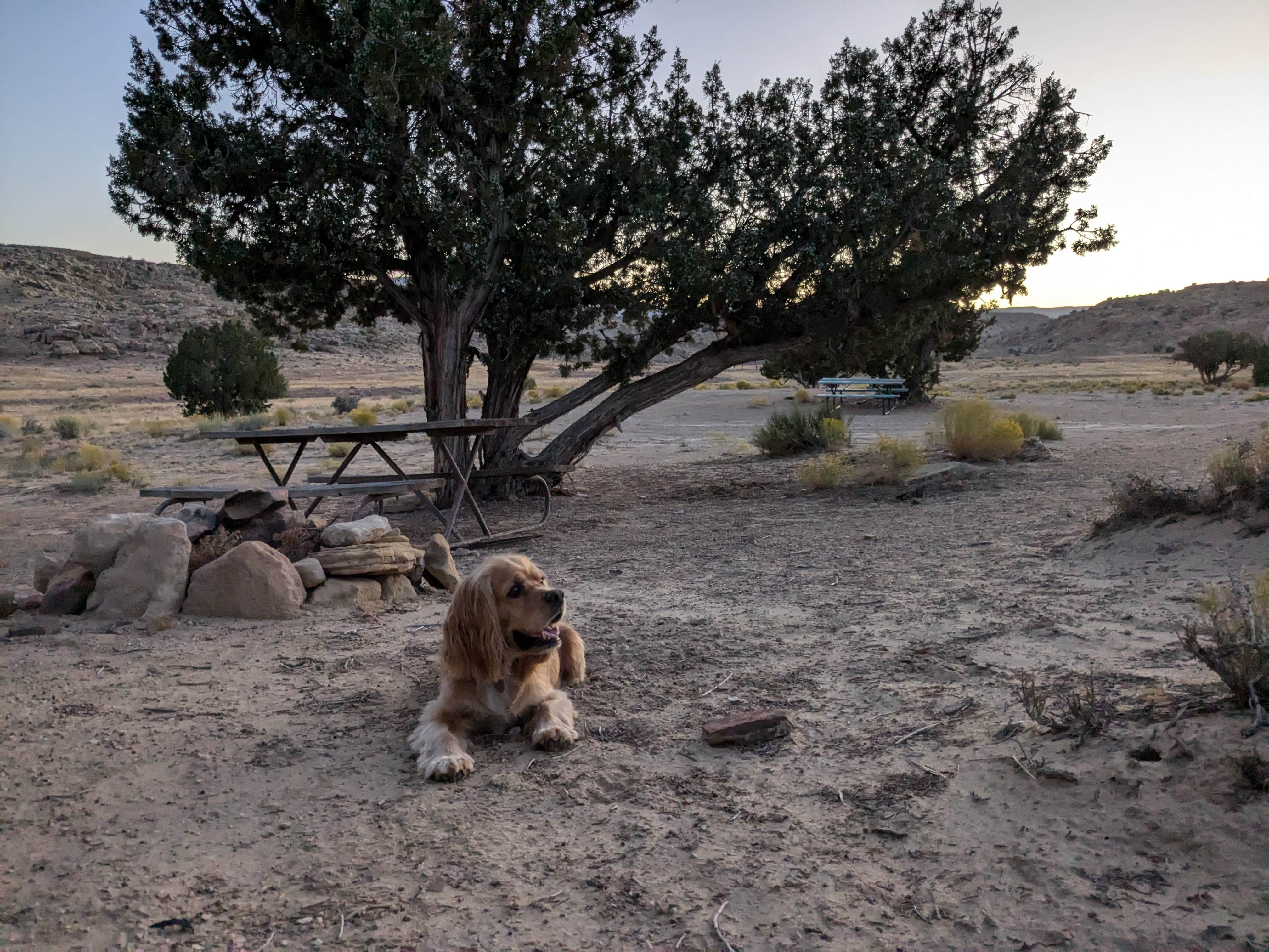 Camper submitted image from campsite with two picnic tables and the shelter of a couple trees - 3