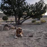 Review photo of campsite with two picnic tables and the shelter of a couple trees by DL M., September 14, 2024