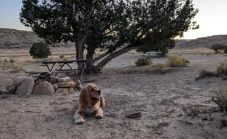 DL M.'s photo of camping with pets at Burr Trail Rd Dispersed Site near Glen Canyon National Recreation Area