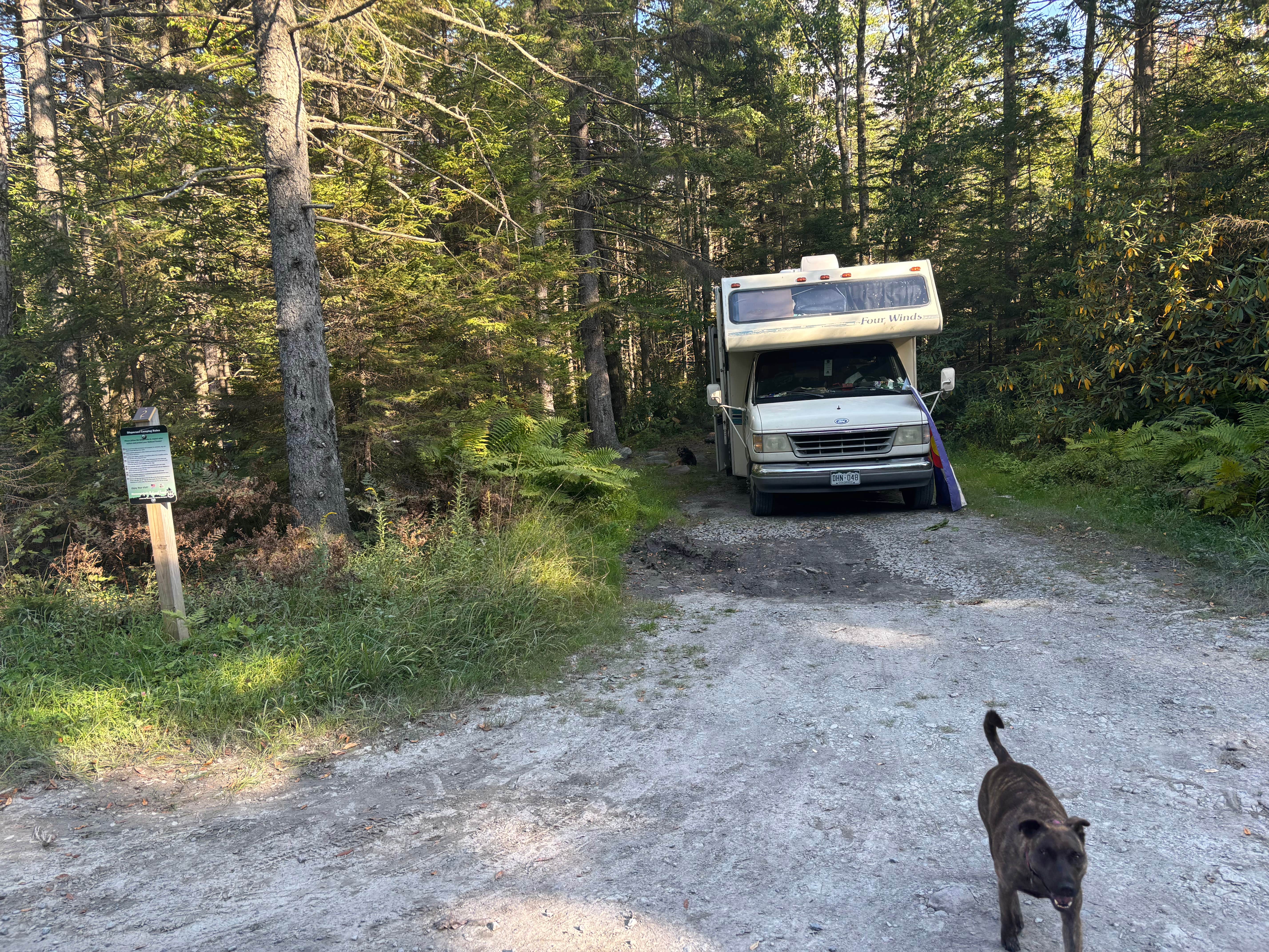 Justine I.'s photo of camping with pets at Canaan Loop Road Dispersed near Seneca Rocks, WV