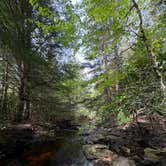 Review photo of Canaan Loop Road Dispersed by Lillian R., June 16, 2025