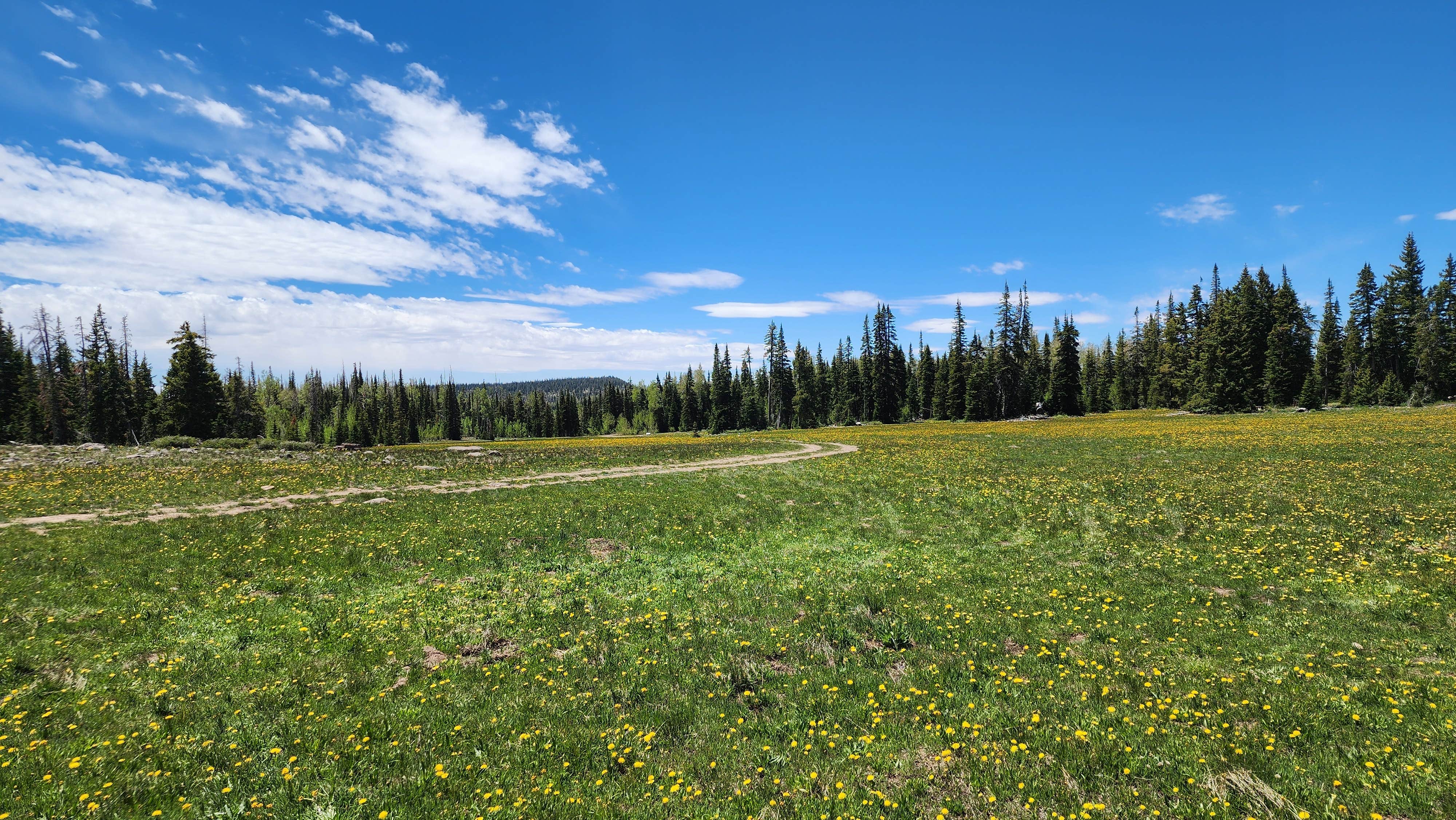 Camper-submitted photo at Candy Loop Camp near Dixie National Forest