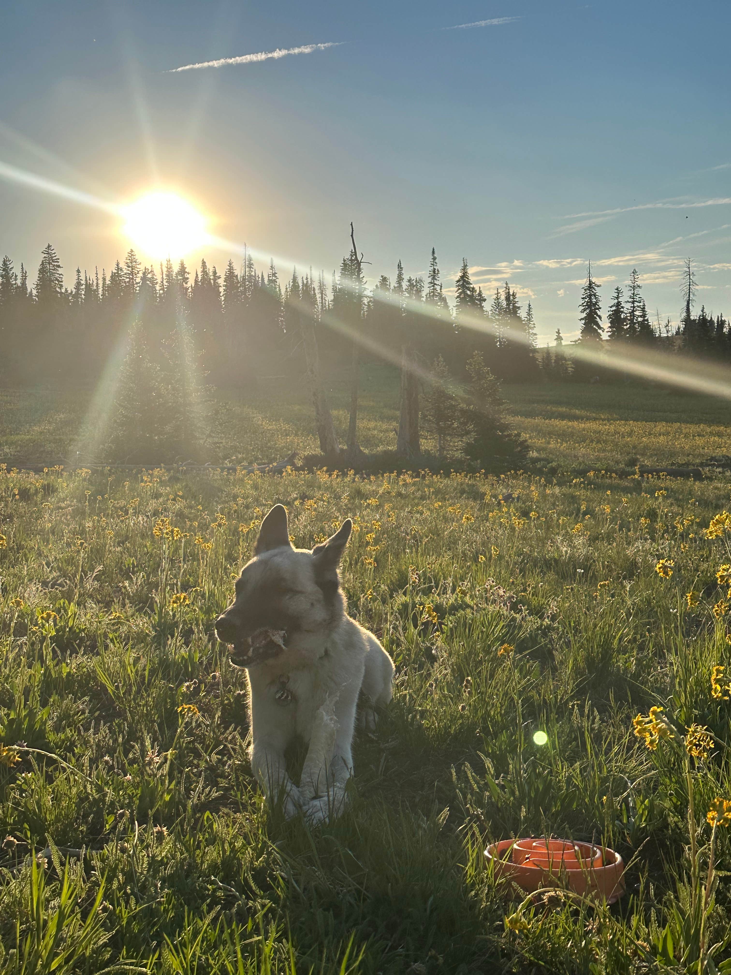 Camper-submitted photo at Candy Loop Camp near Cedar City, UT