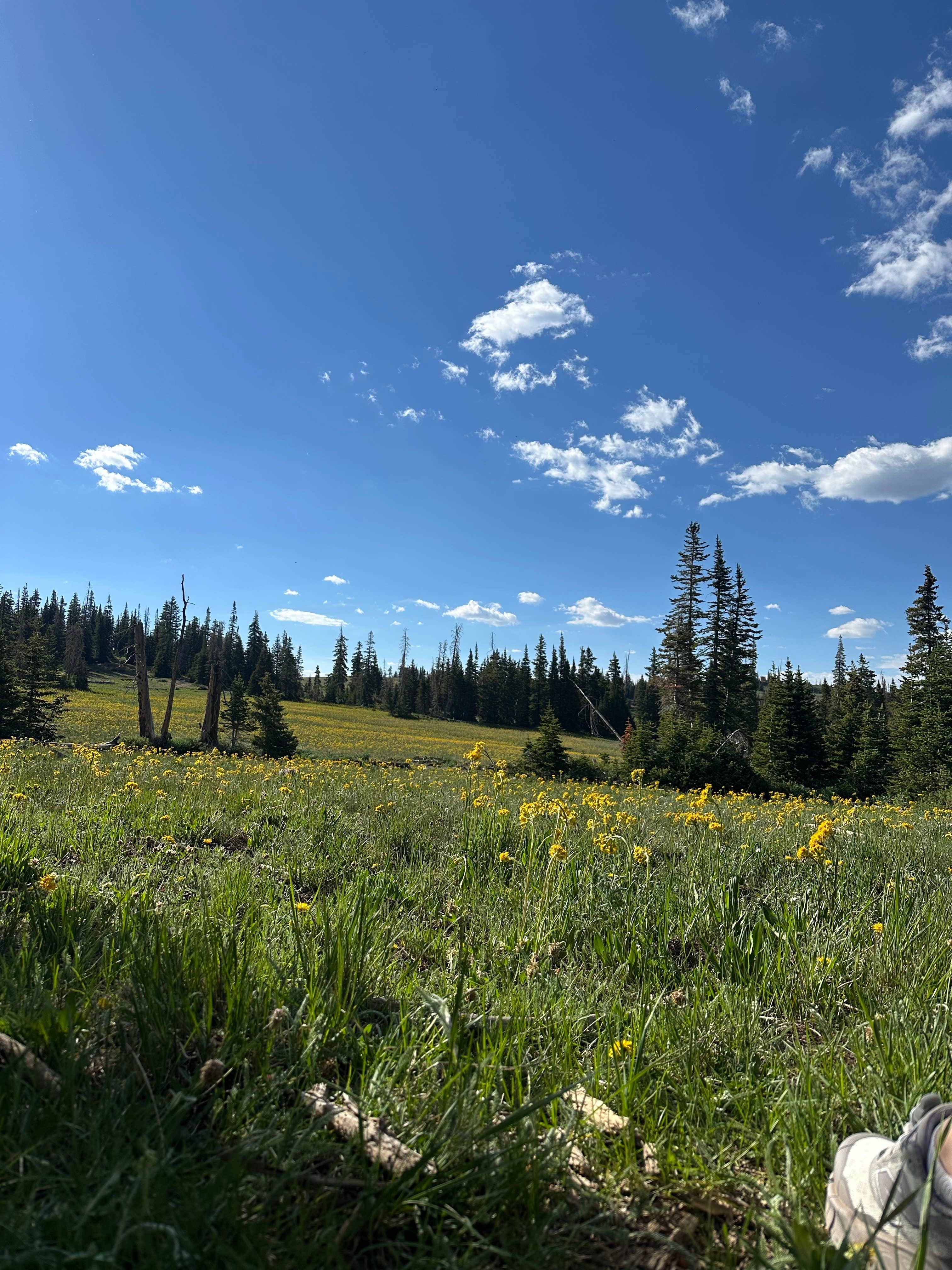 Camper-submitted photo at Candy Loop Camp near Cedar City, UT
