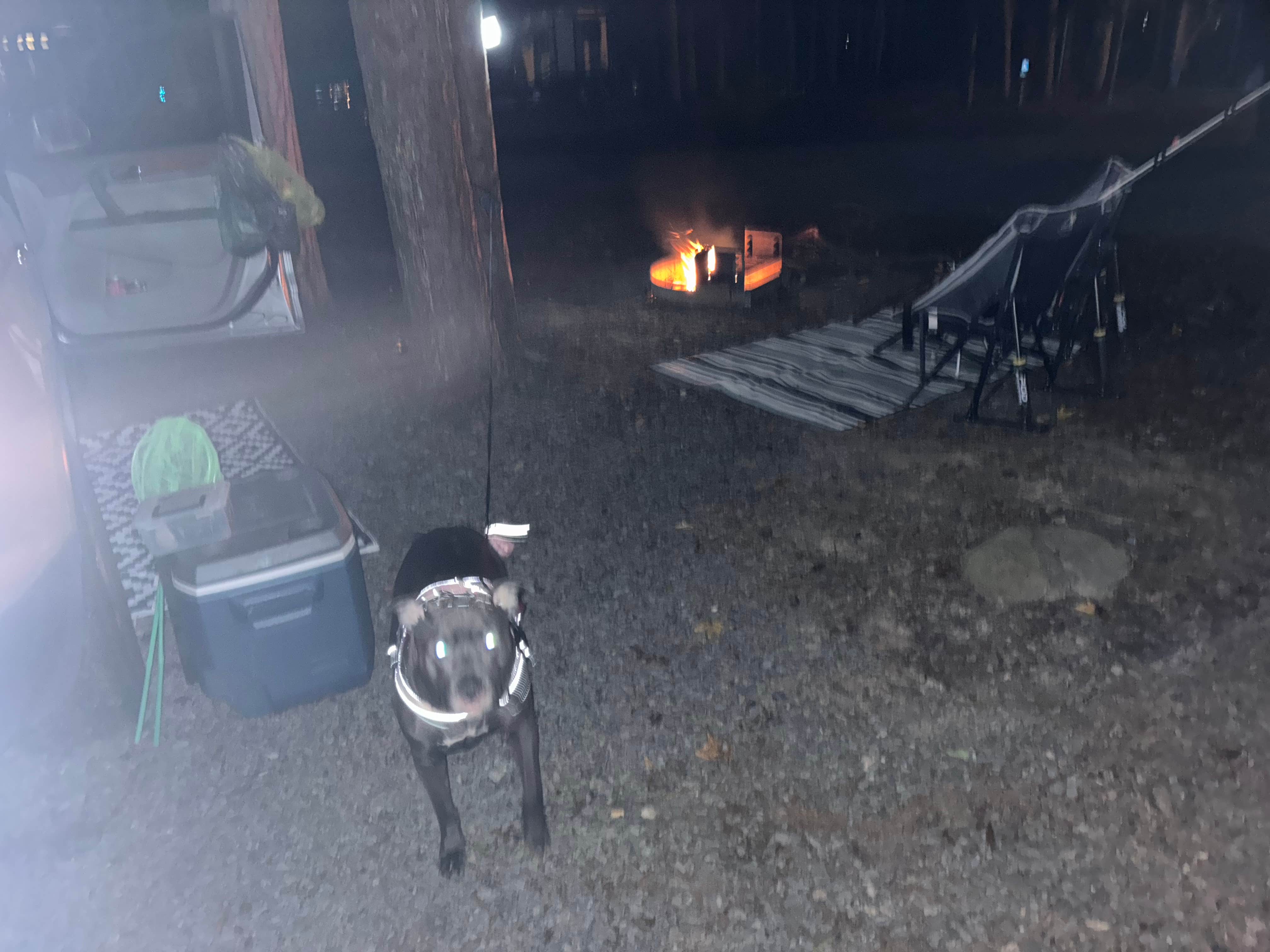 Krista H.'s photo of camping with pets at Cane Creek Campground and RV Park near B. Everett Jordan Lake