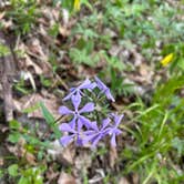 Review photo of Cannon River Wilderness Area by T , April 26, 2026