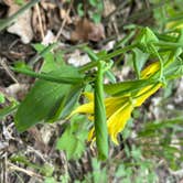 Review photo of Cannon River Wilderness Area by T , April 26, 2026