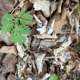 Review photo of Cannon River Wilderness Area by T , April 26, 2026